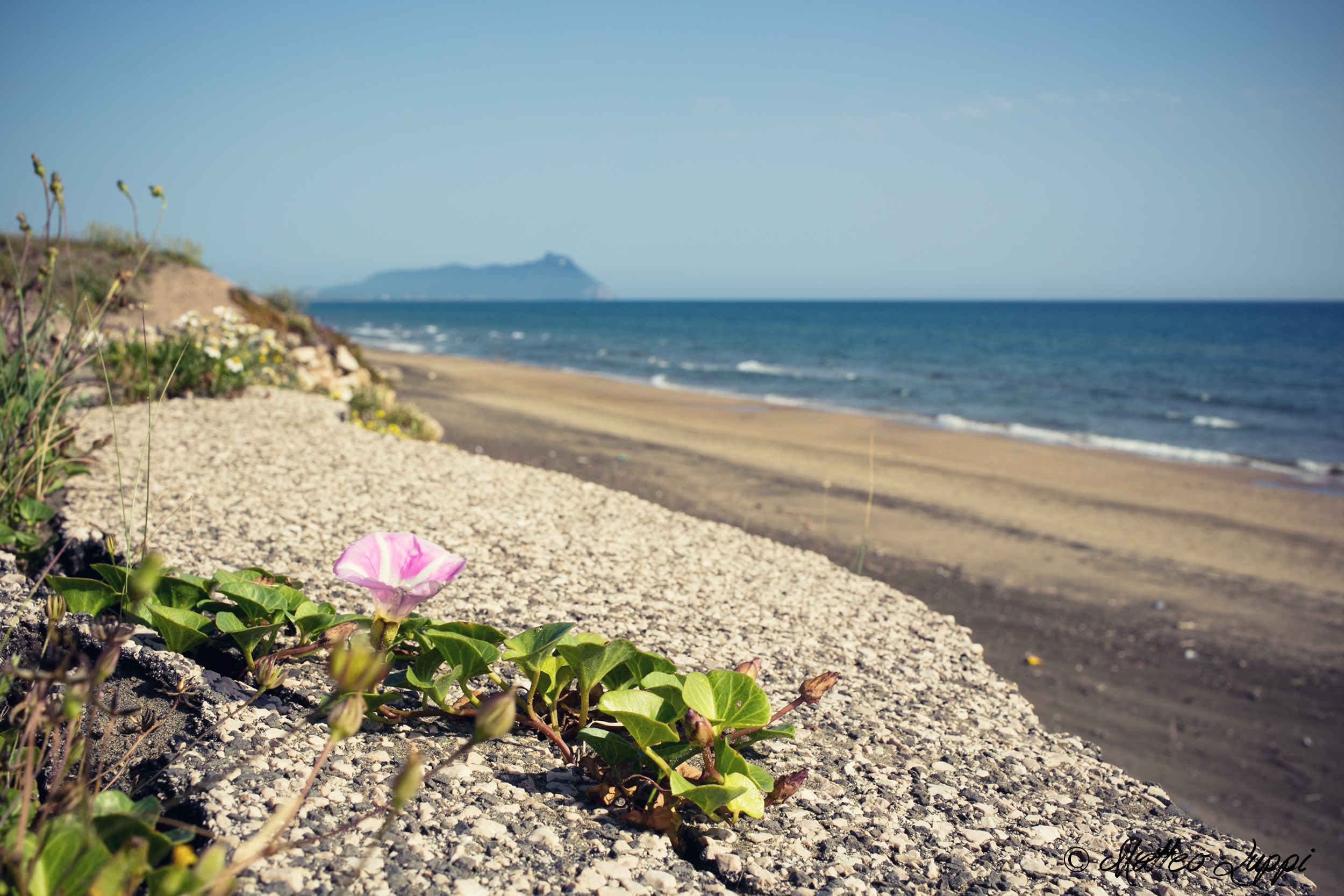 Are you a flower that grew on concrete and asphalt