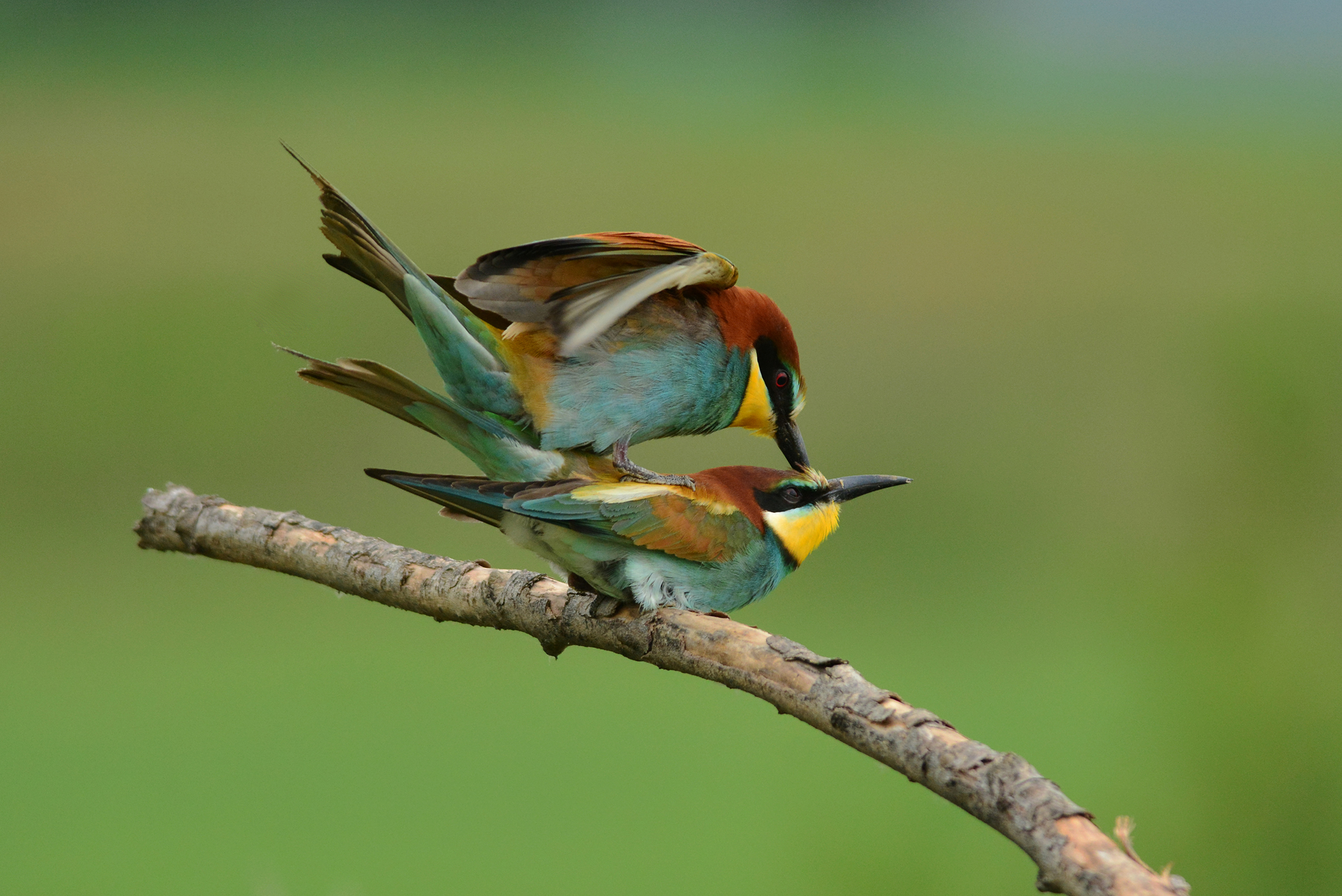 gruccioni i soliti esagerati