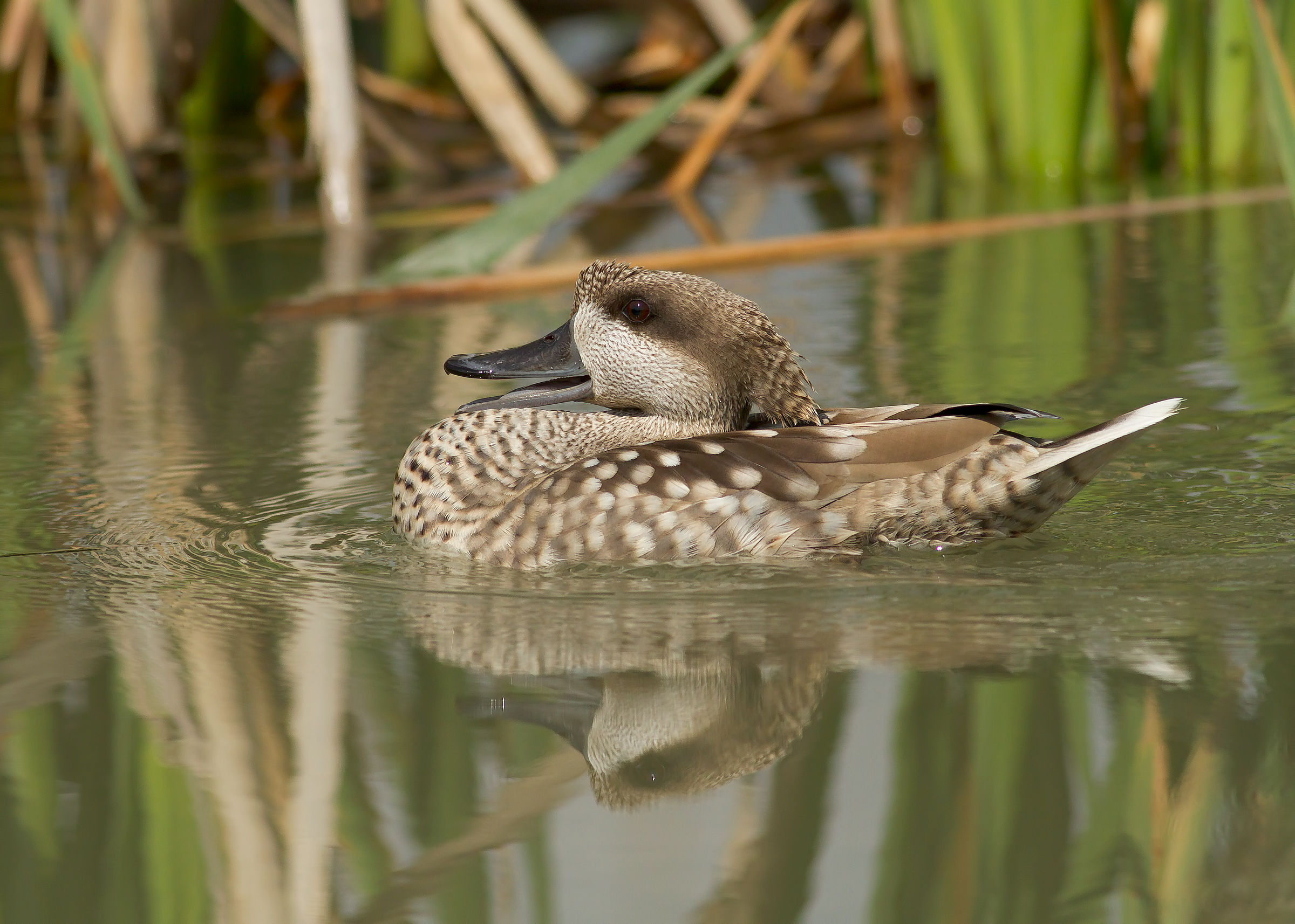 marbled teal