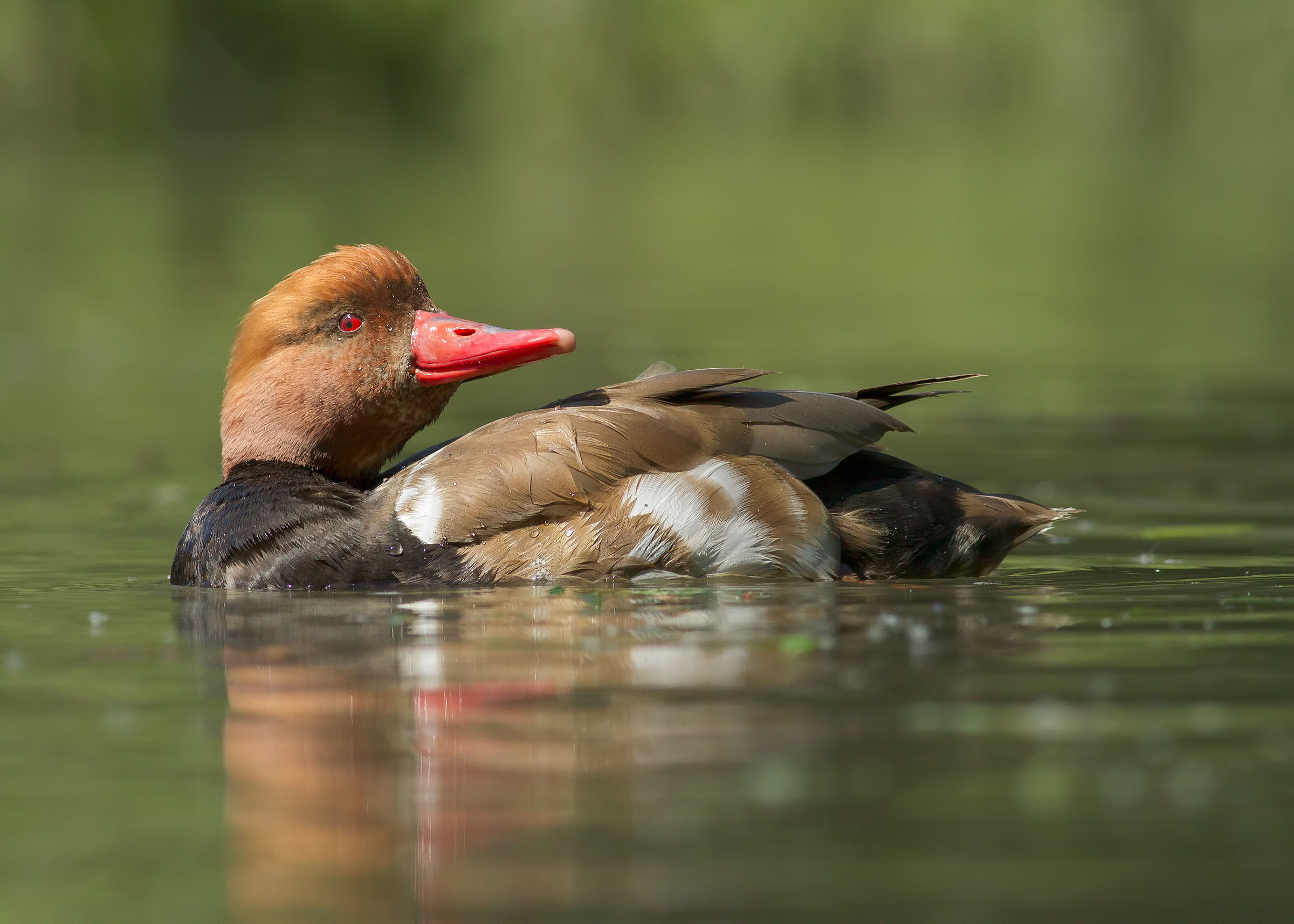 Pochard turkish