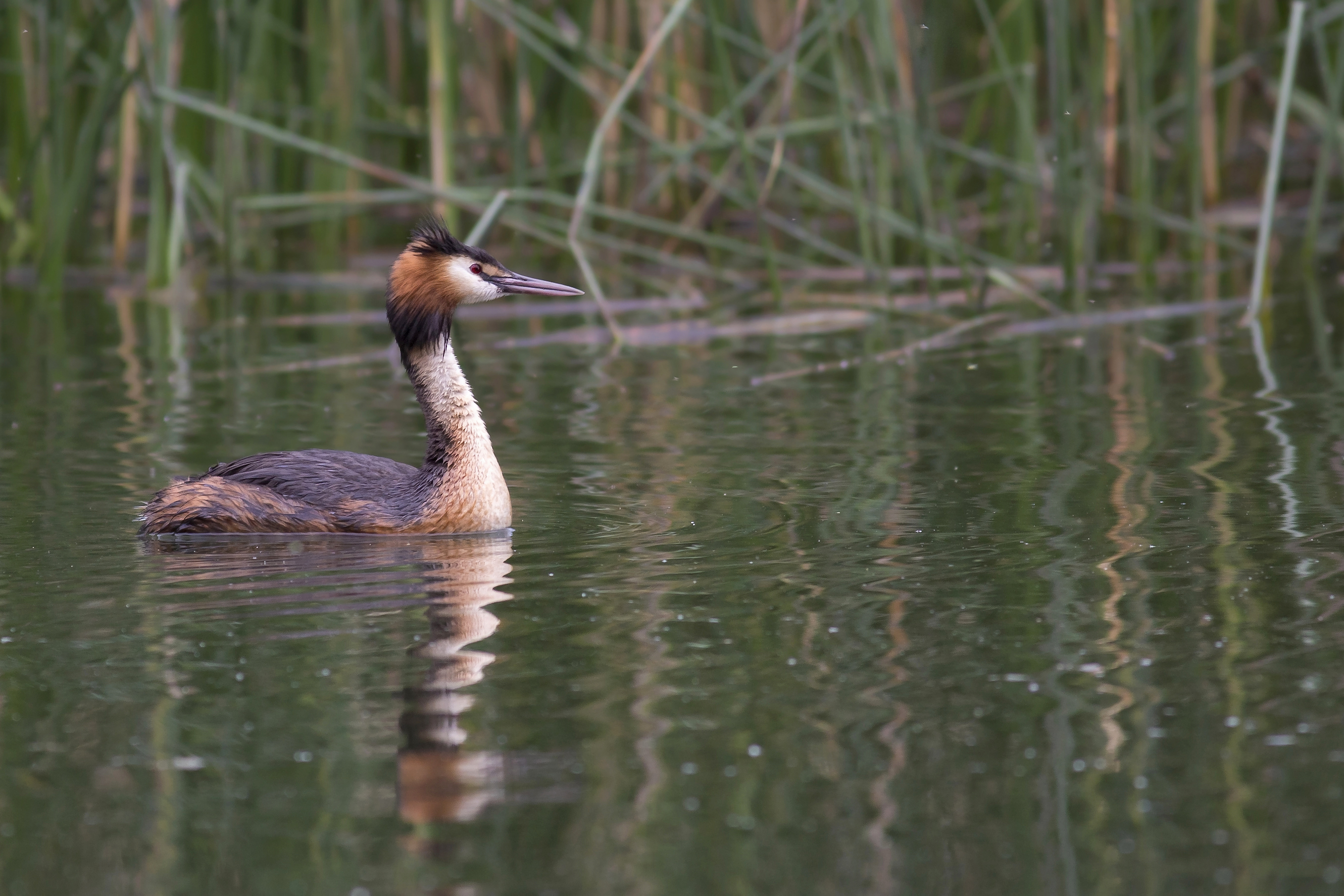 Grebe