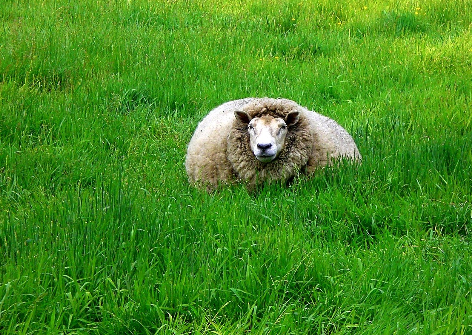 the real secret of the sheep Dolly, her grass