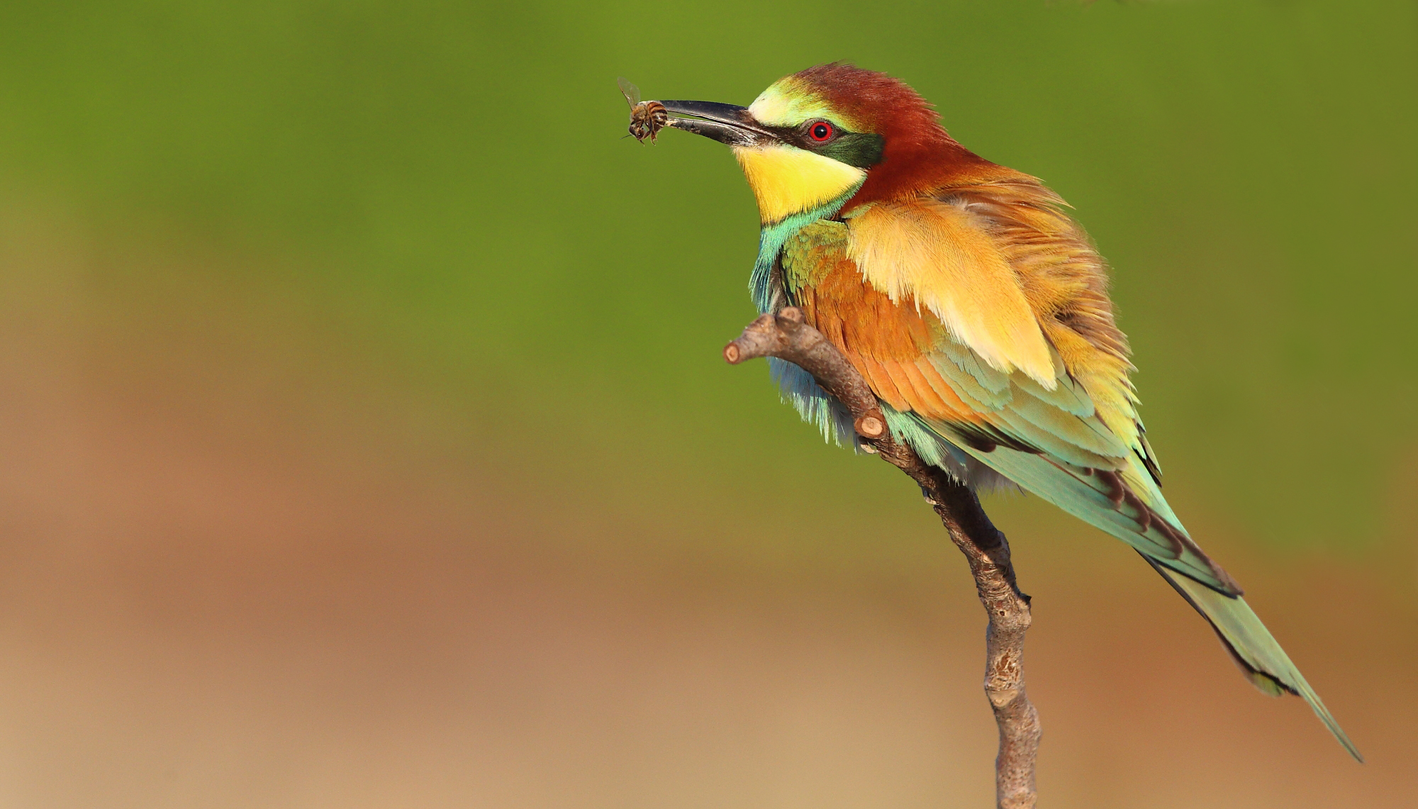 Bee-eater with prey