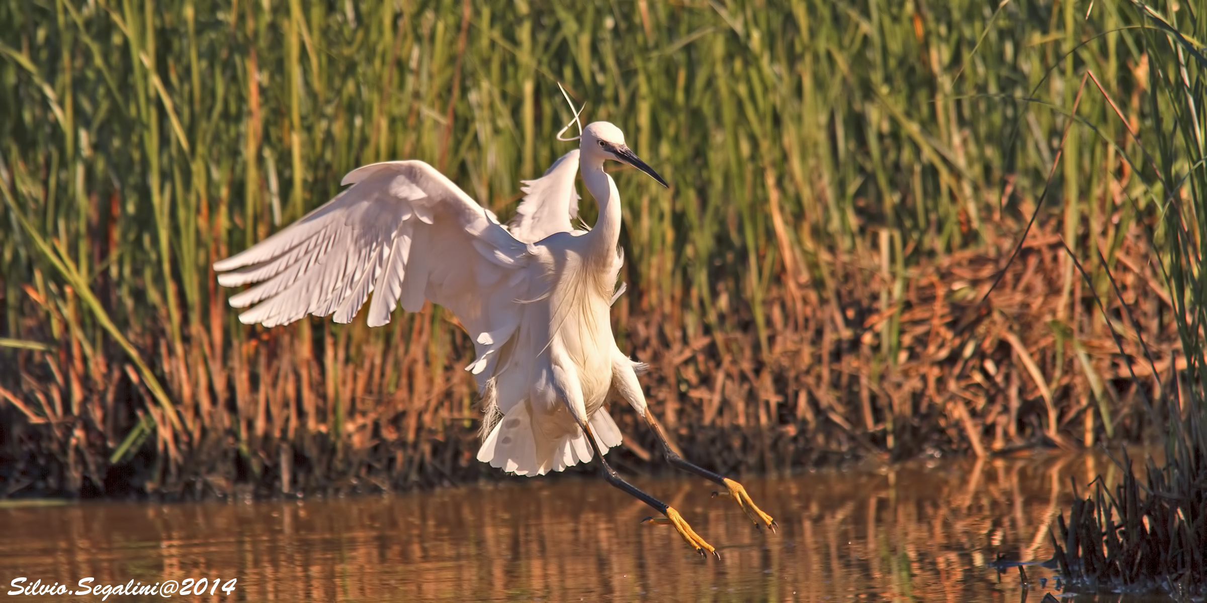 Garzetta ..prova di post-produzione