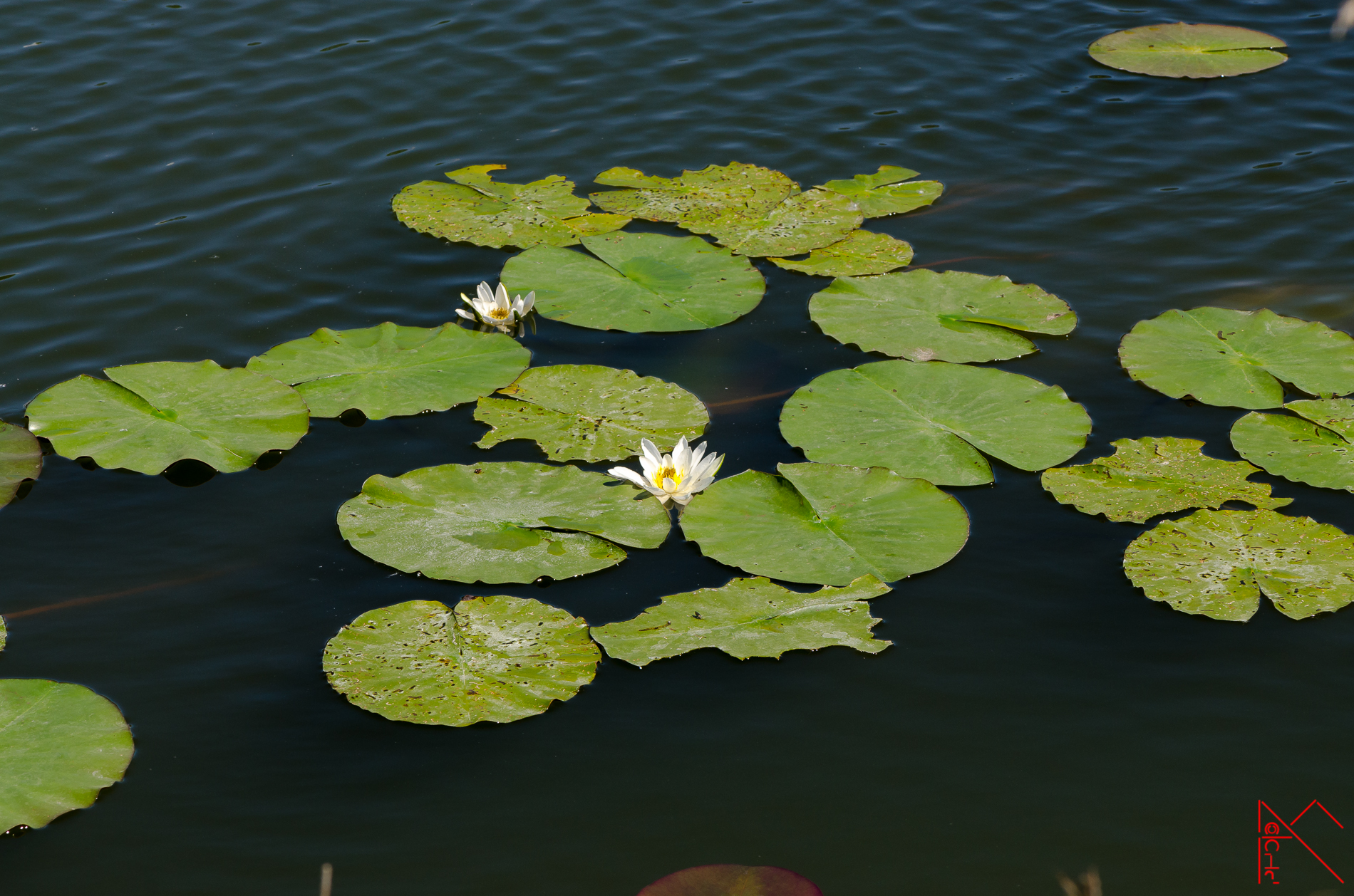 Water Lilies 1