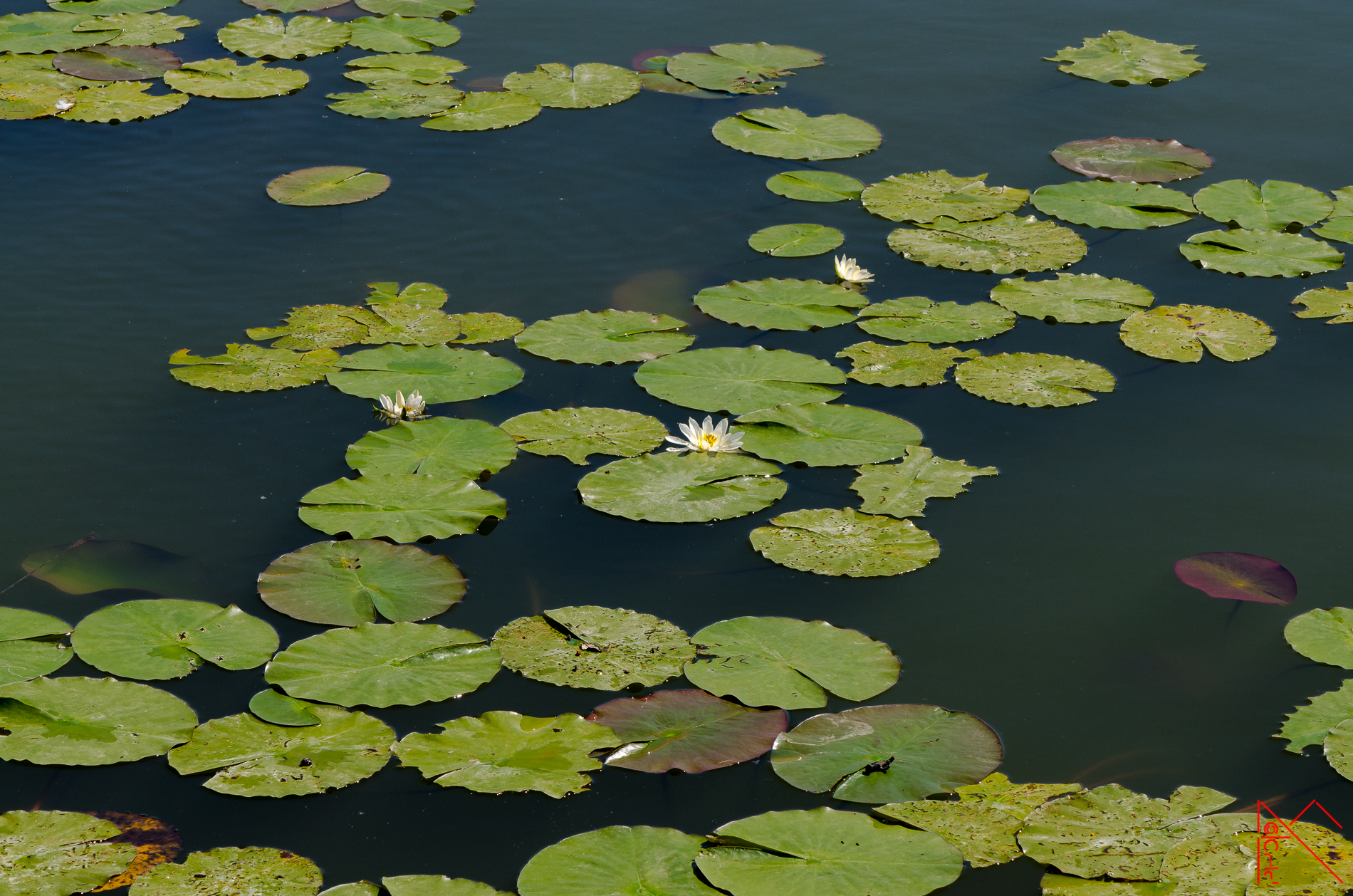 Waterlilies 2