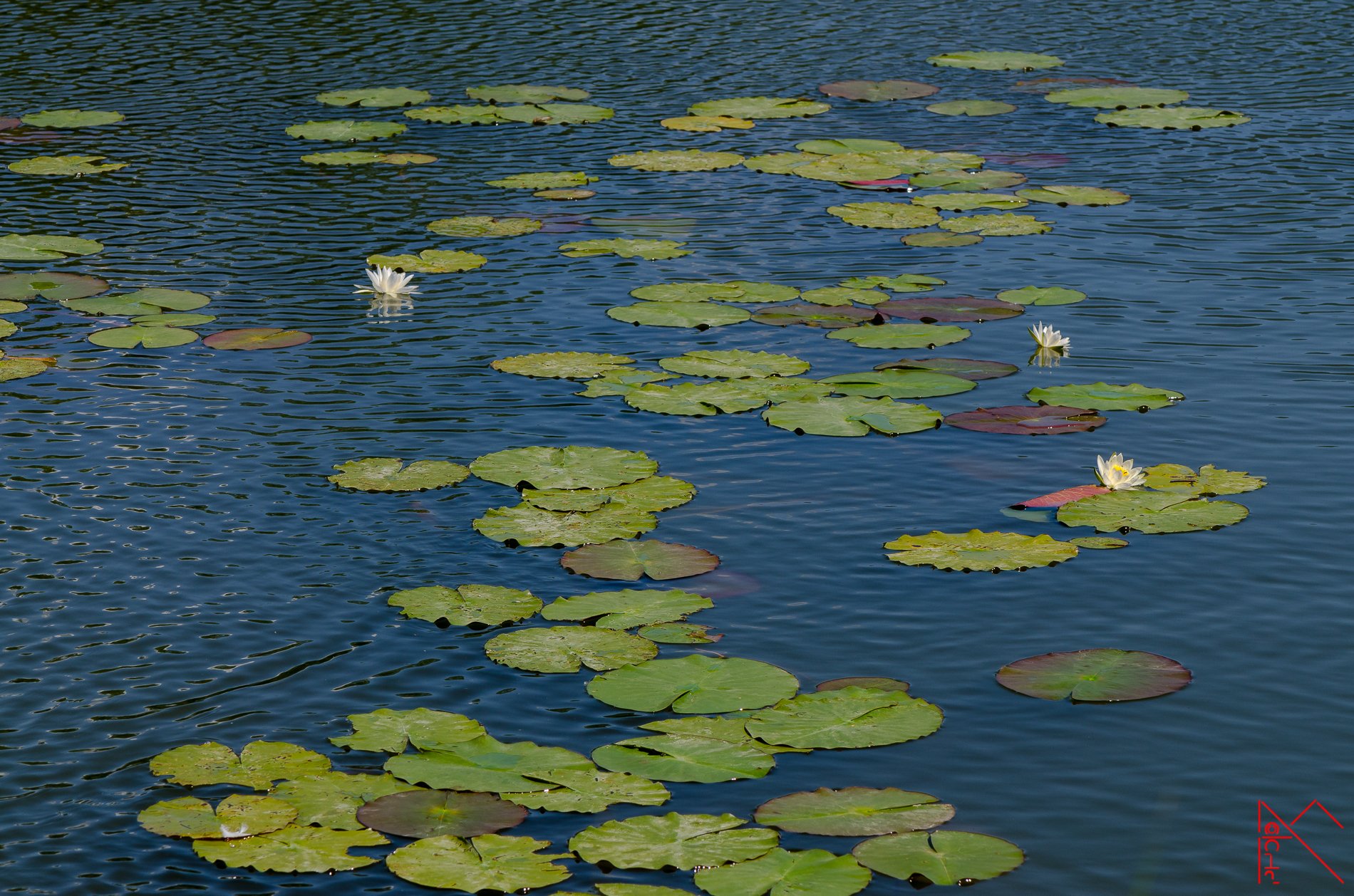 The water lilies caressed by the breeze