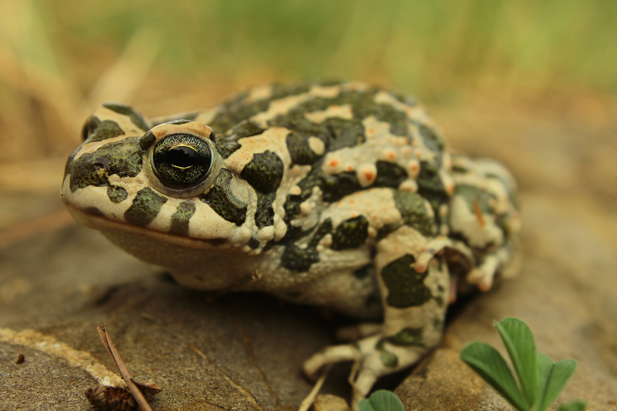 Bufo viridis