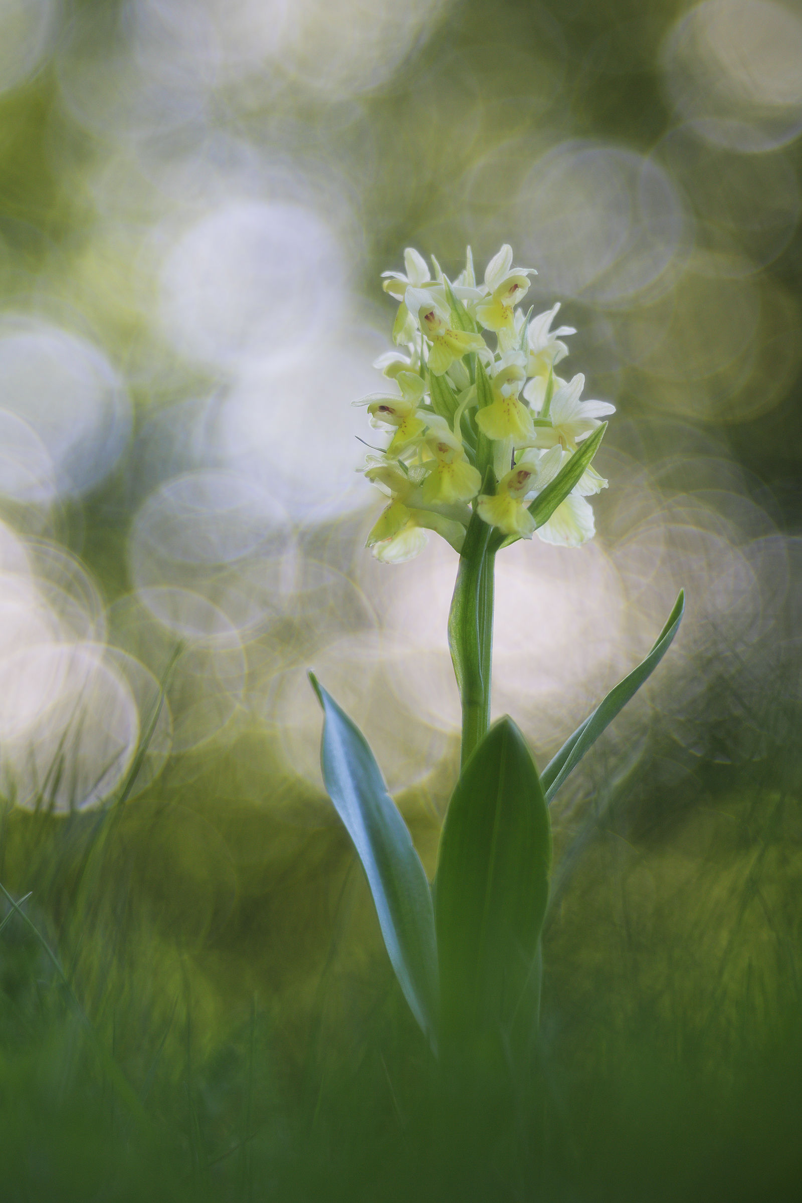 Dacthylorhiza sambucina