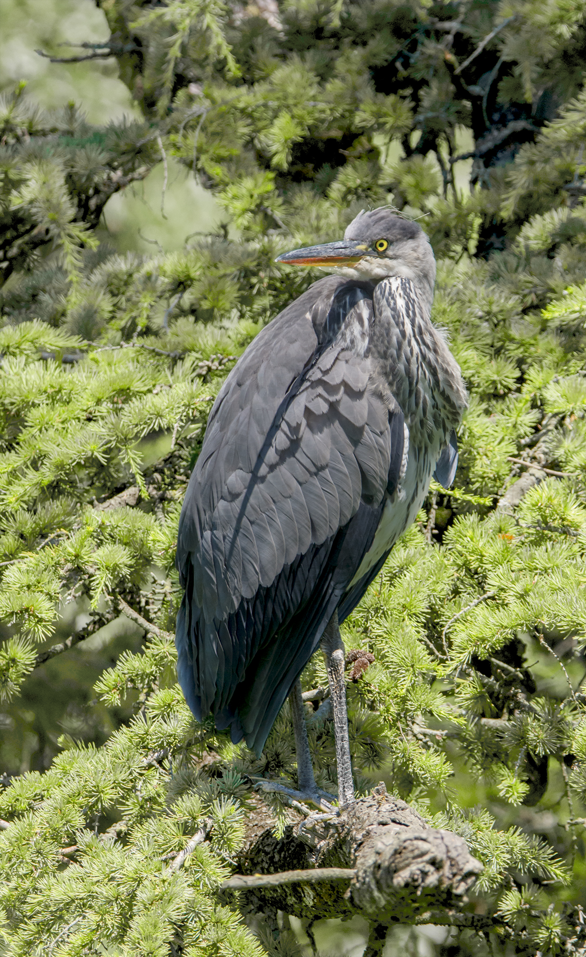 Airone cenerino a riposo