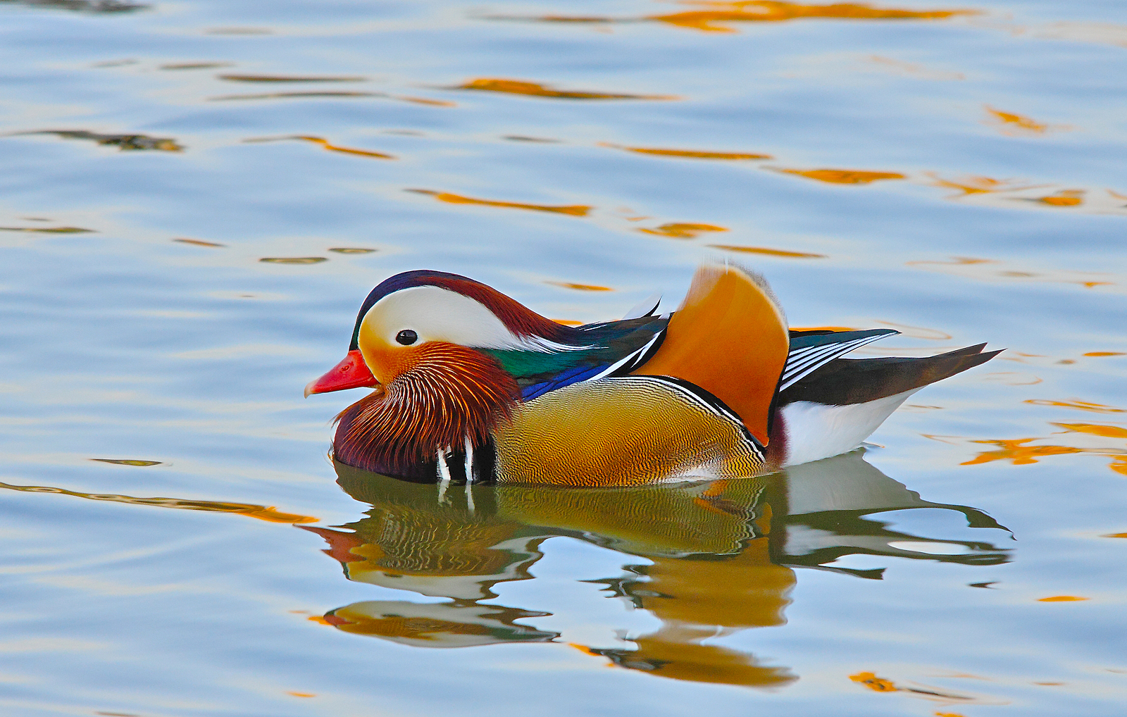 Mandarin
