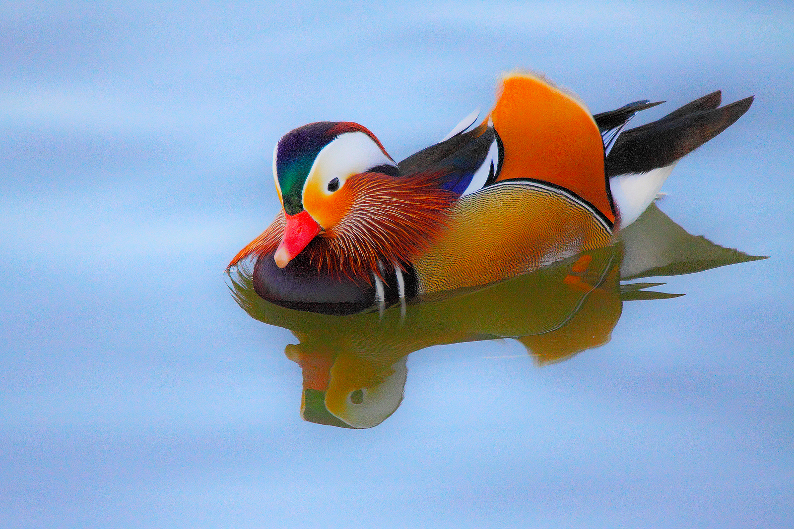 Mandarin