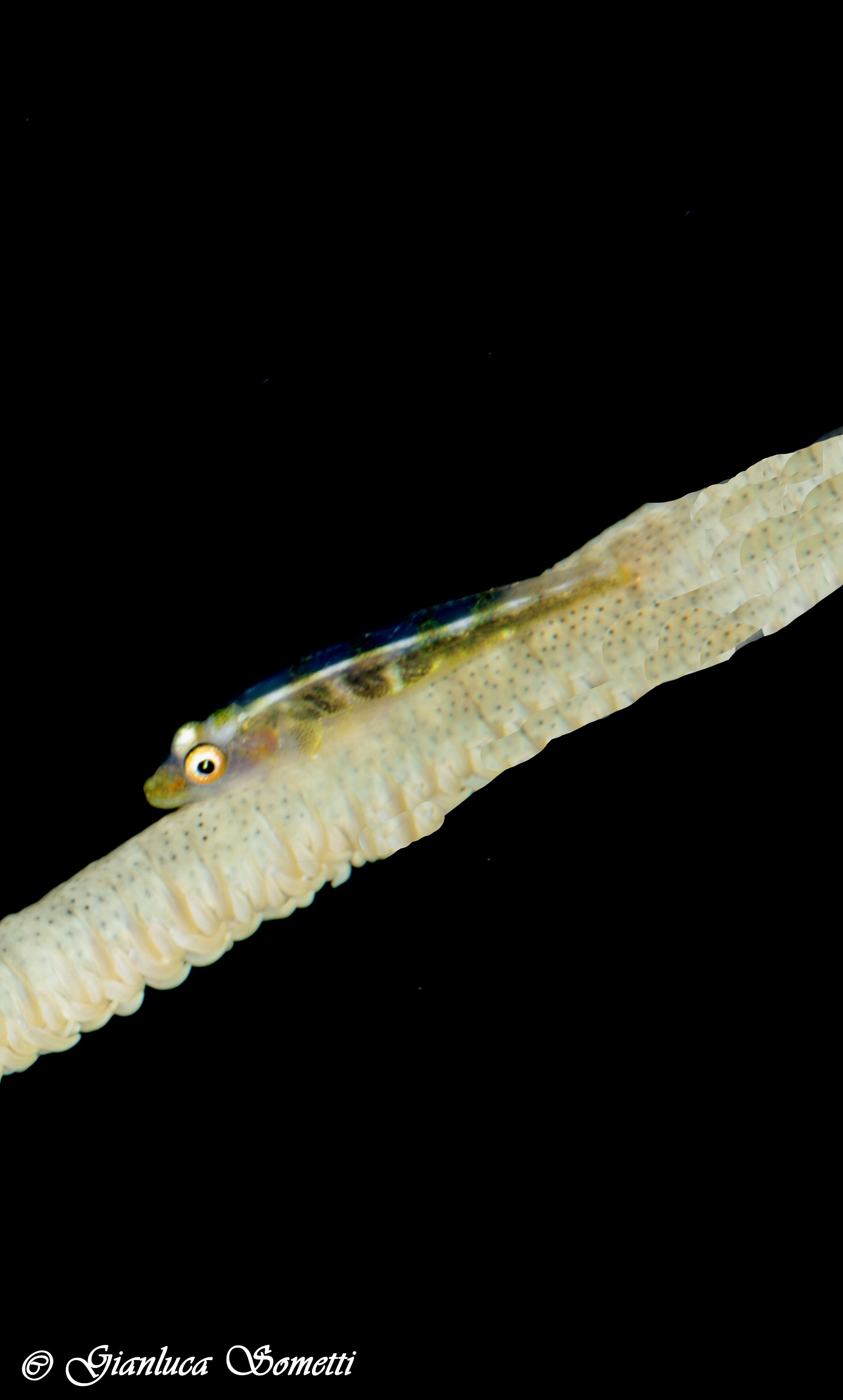 ganga/ gost goby