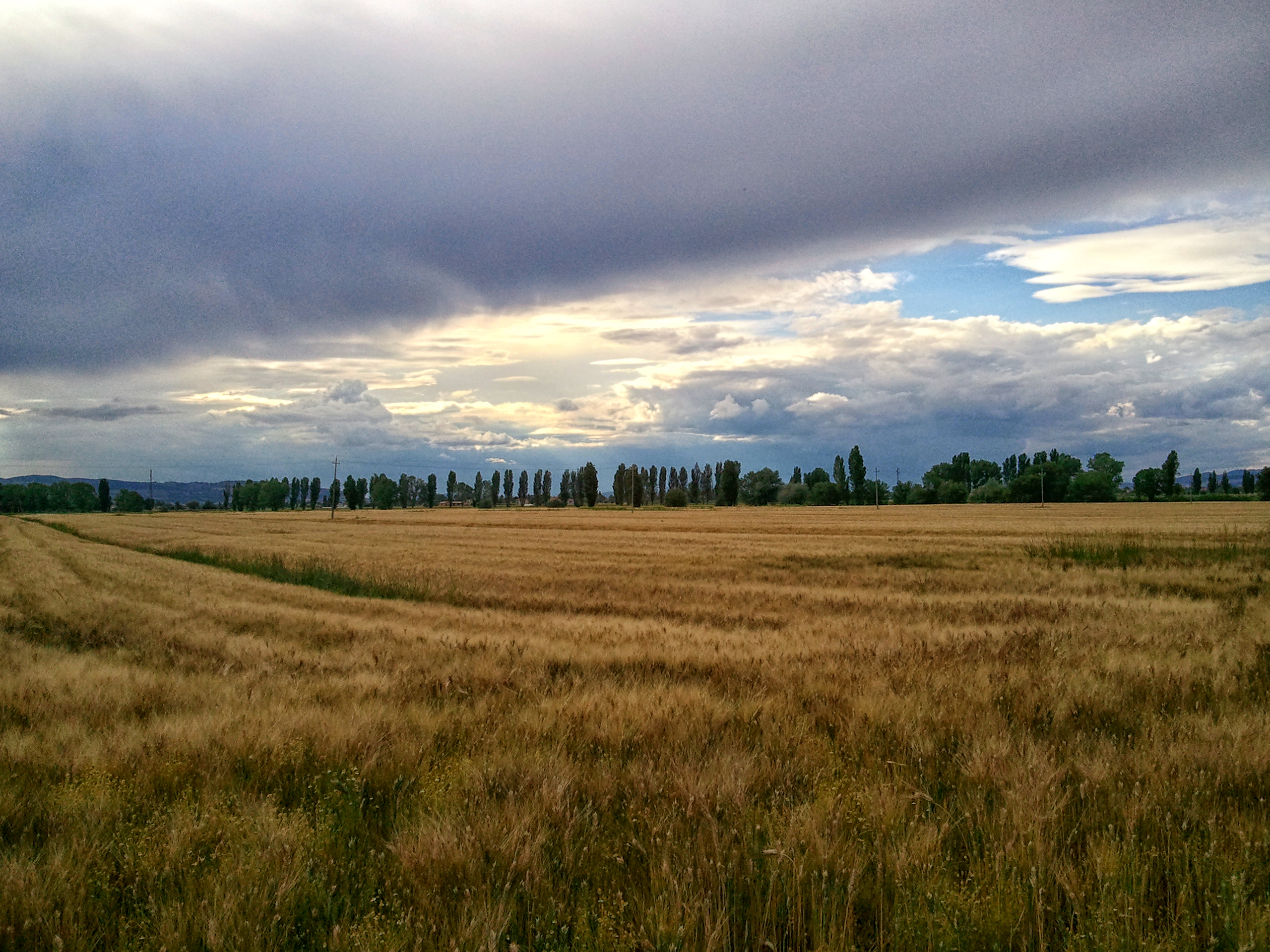 Fields, trees, sky