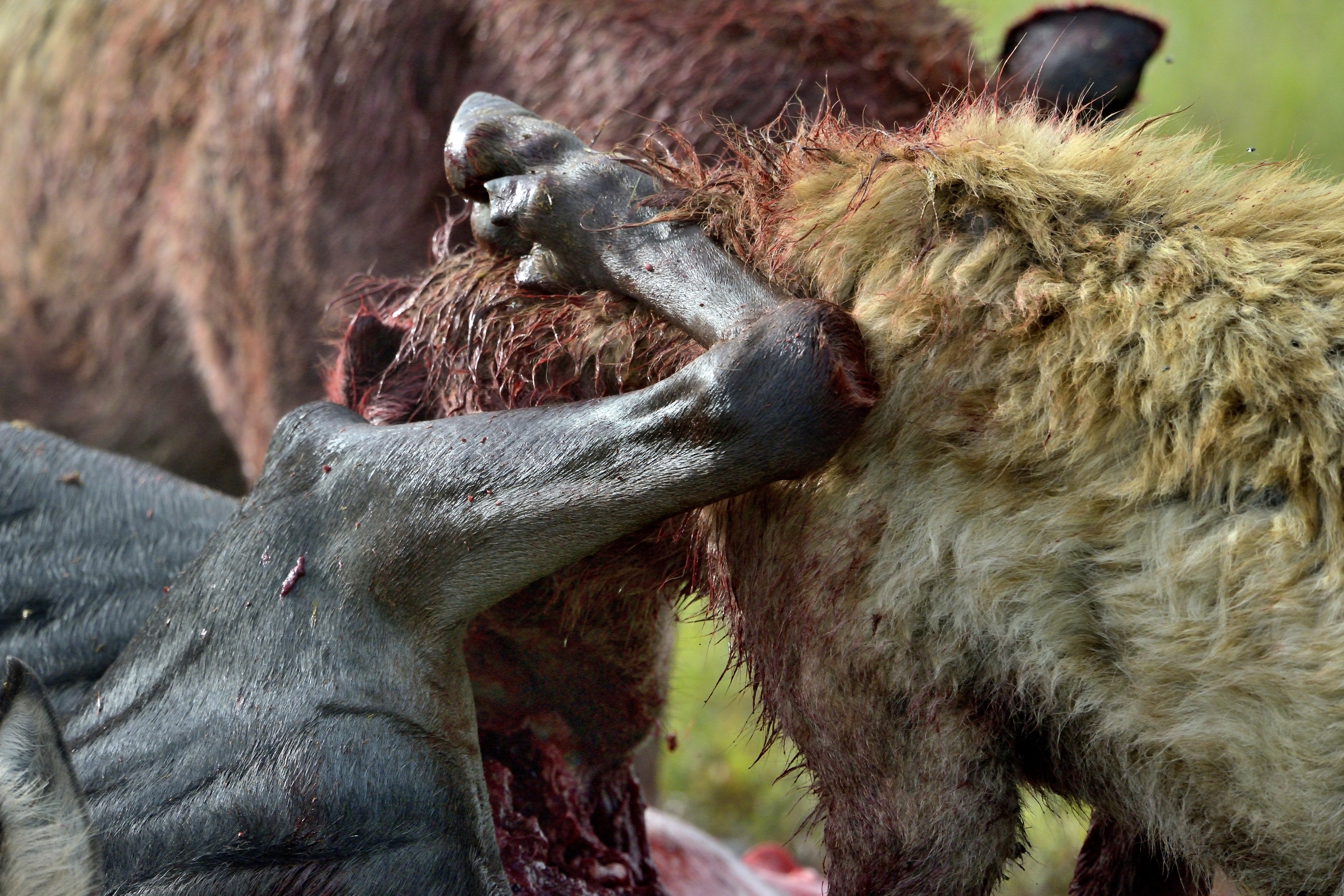 Iene si affollano attorno ad una preda catturata