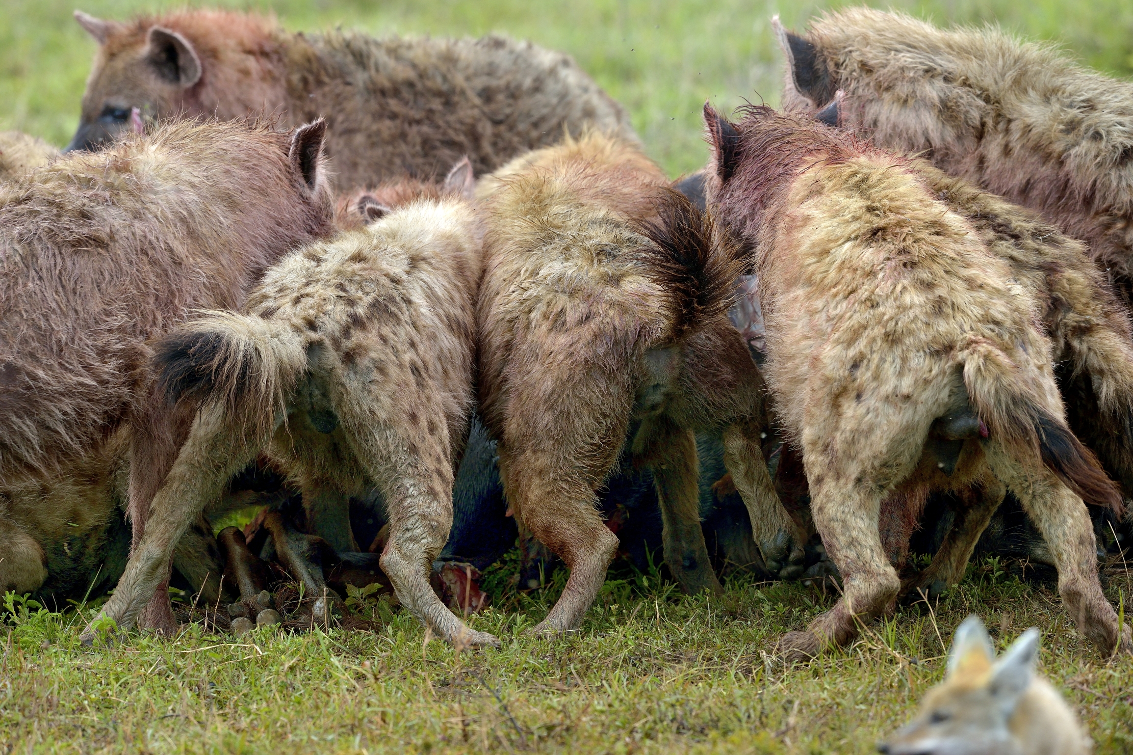 Iene si affollano attorno ad una preda catturata