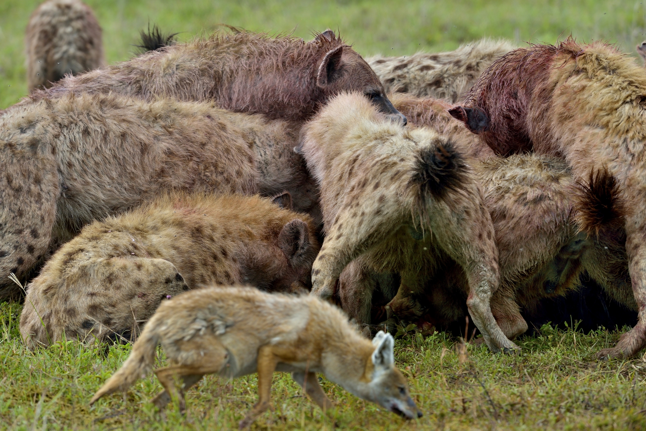 Sciacallo dorato e iene fameliche su preda