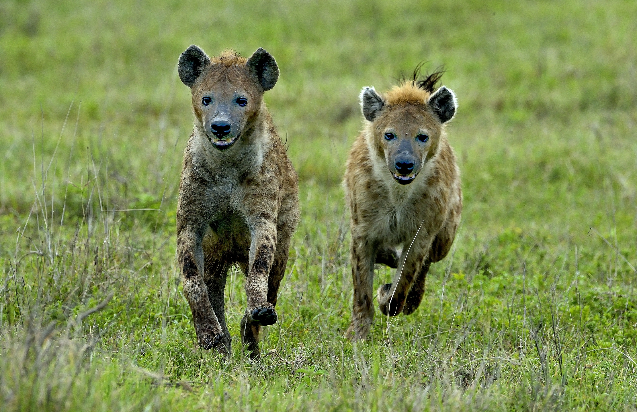 Ngorongoro Crater - Iene