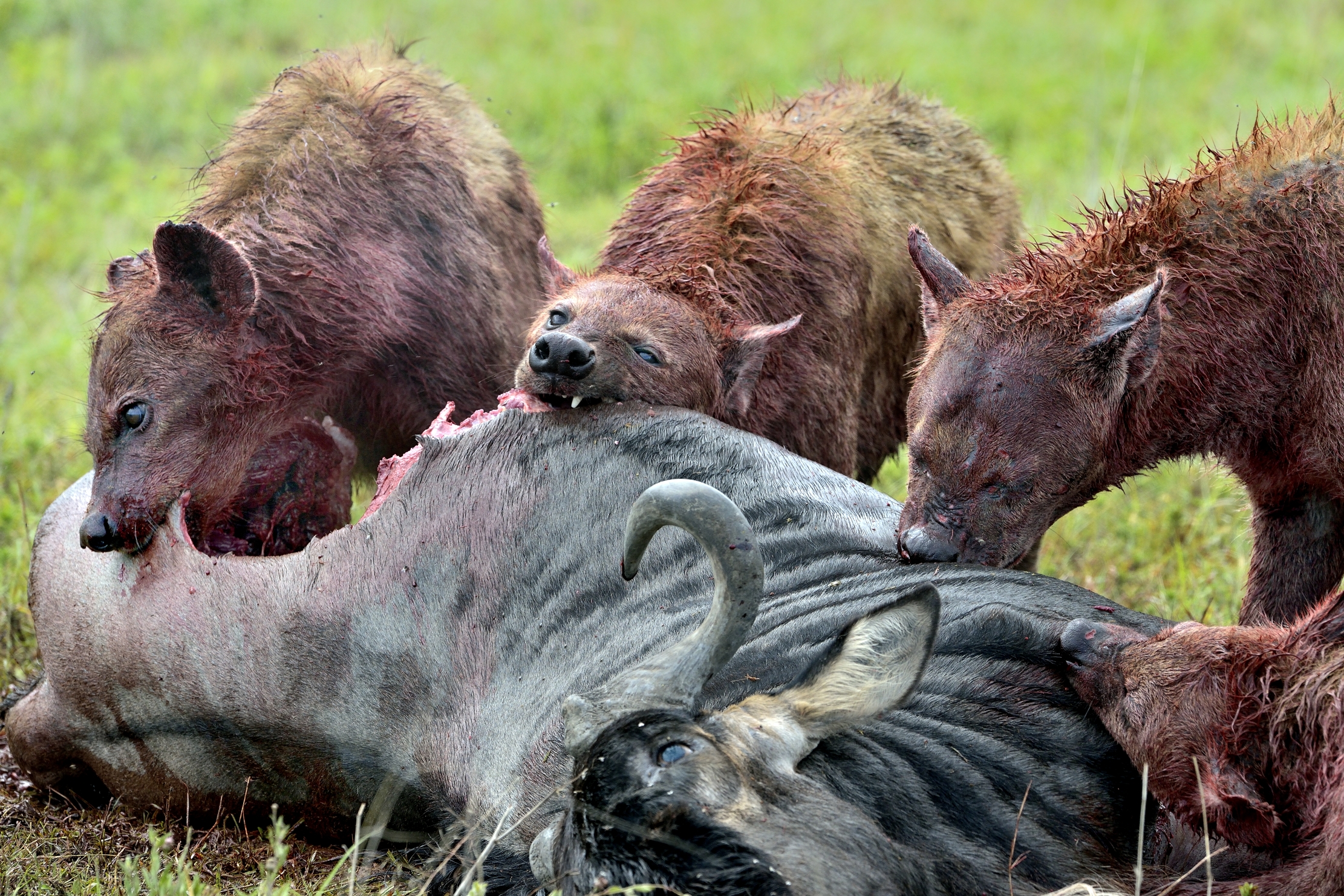 Ngorongoro Crater - Iene