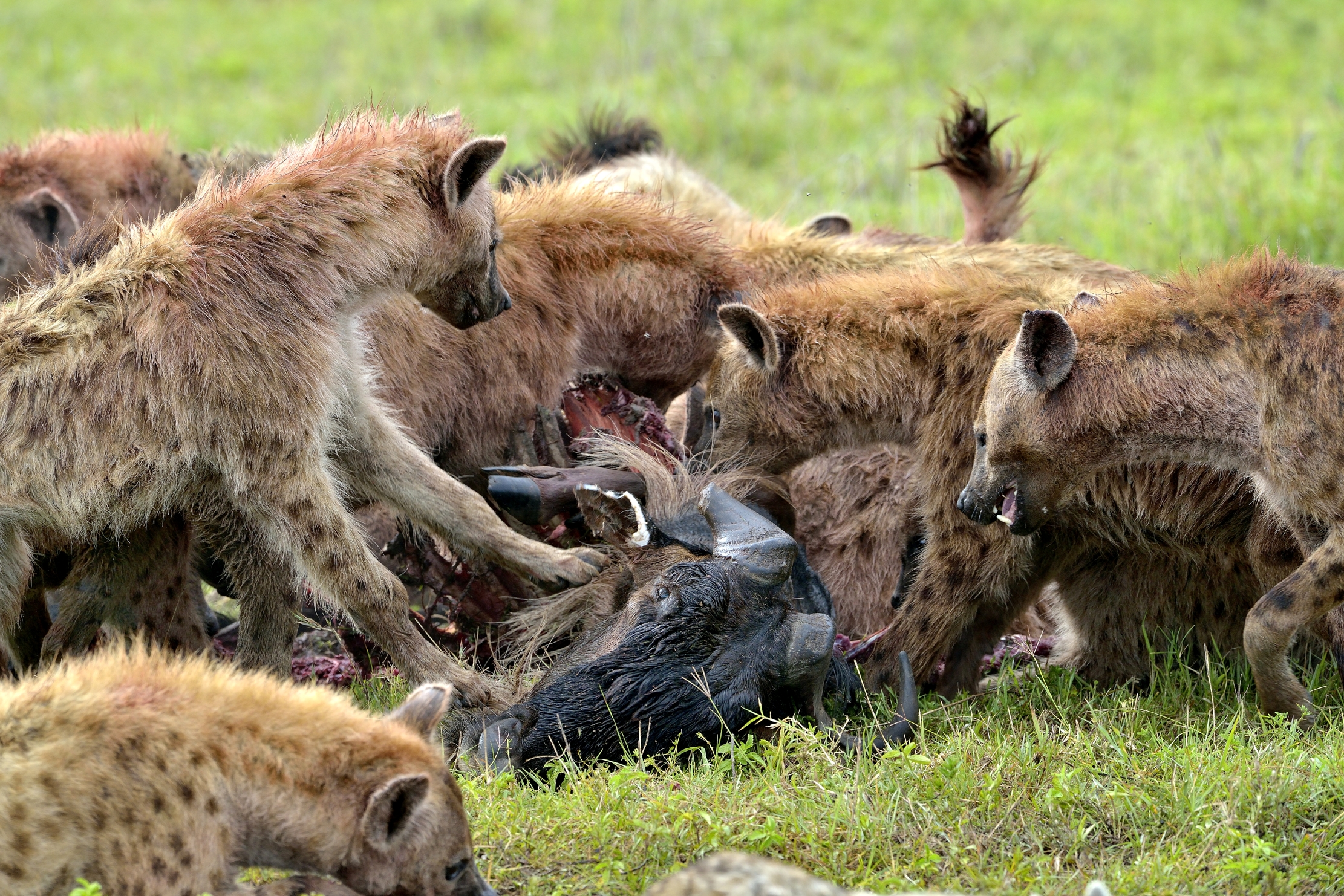 Ngorongoro Crater - Iene
