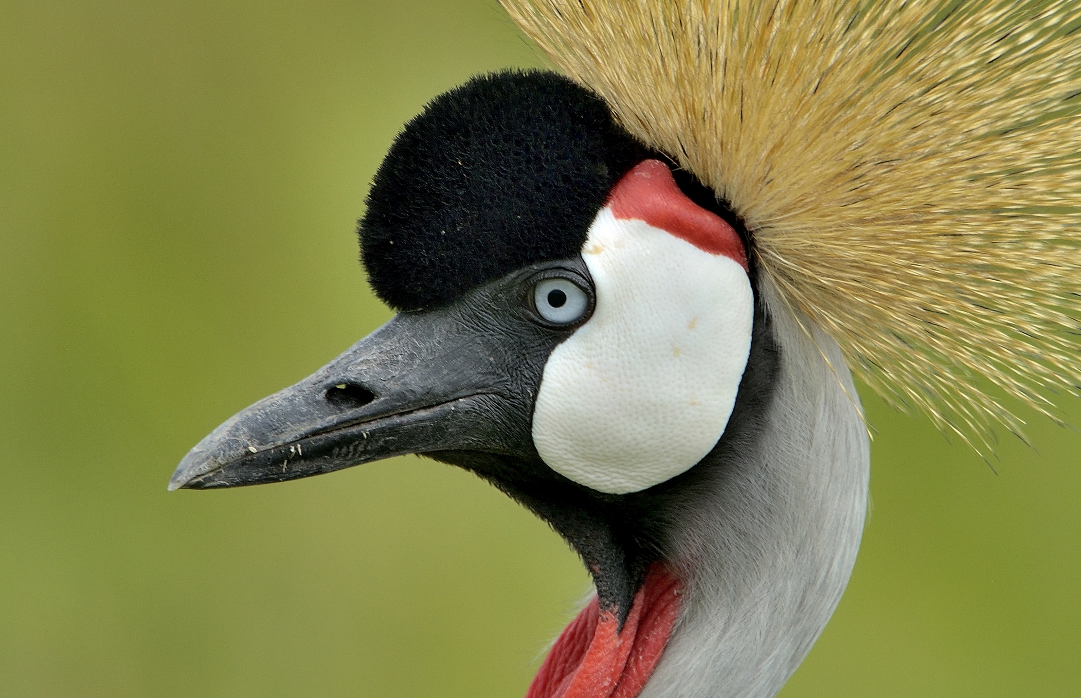 Ngorongoro Crater - Gru coronata
