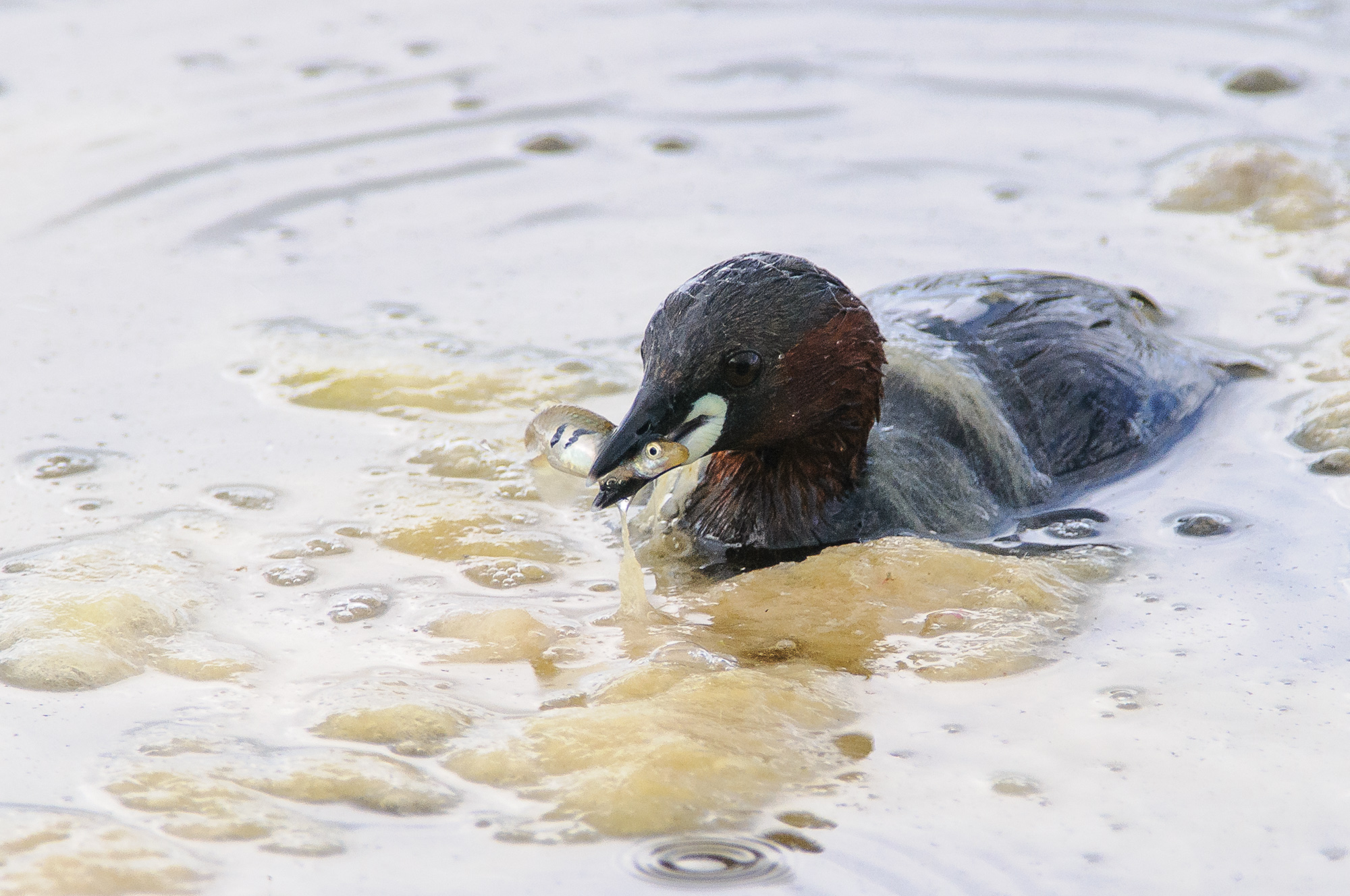 Little Grebe