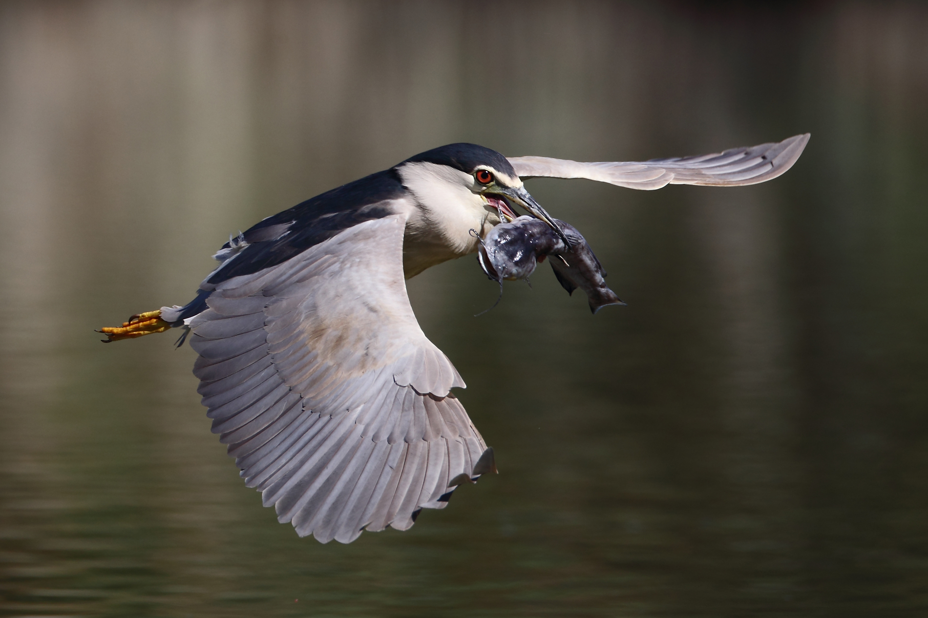 Night Heron with prey