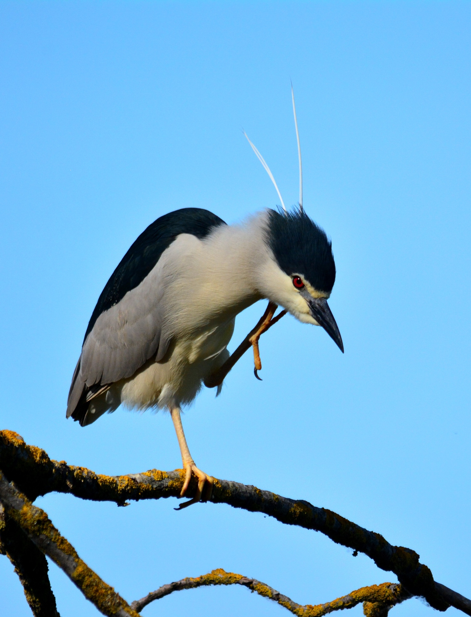 Today itches .... (Night Heron)