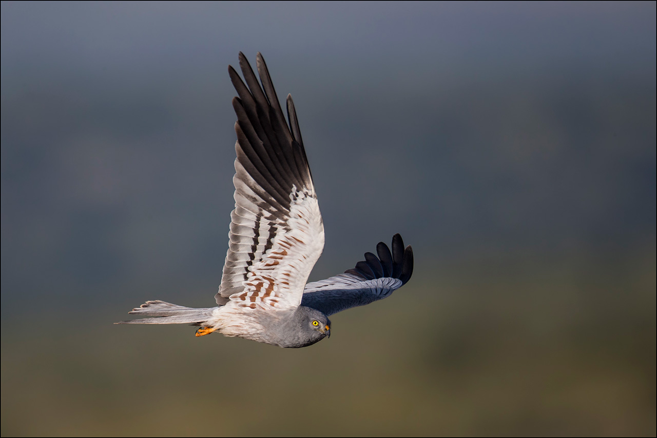 Montagu's Harrier male - male Montagu's Harrier