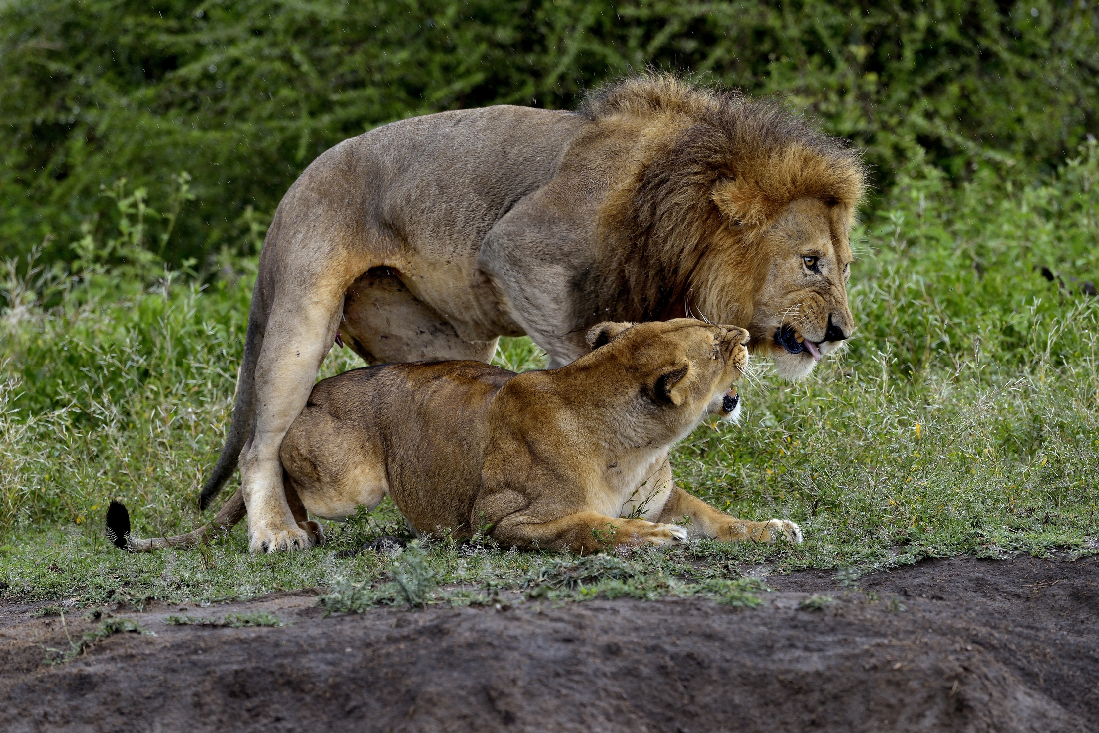ngorongoro cons. area - coppia