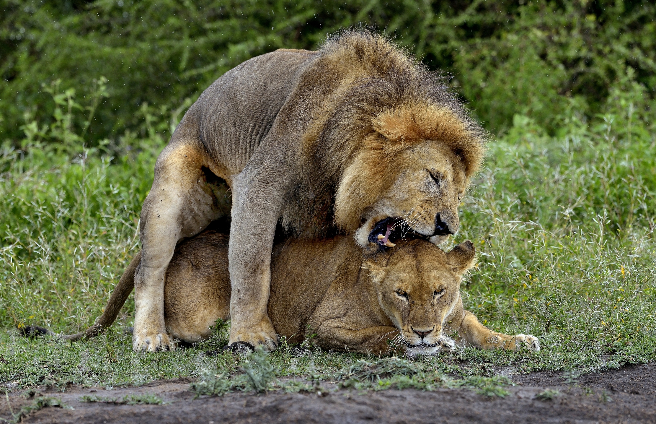 Ngorongoro Conservation Area - Coppia