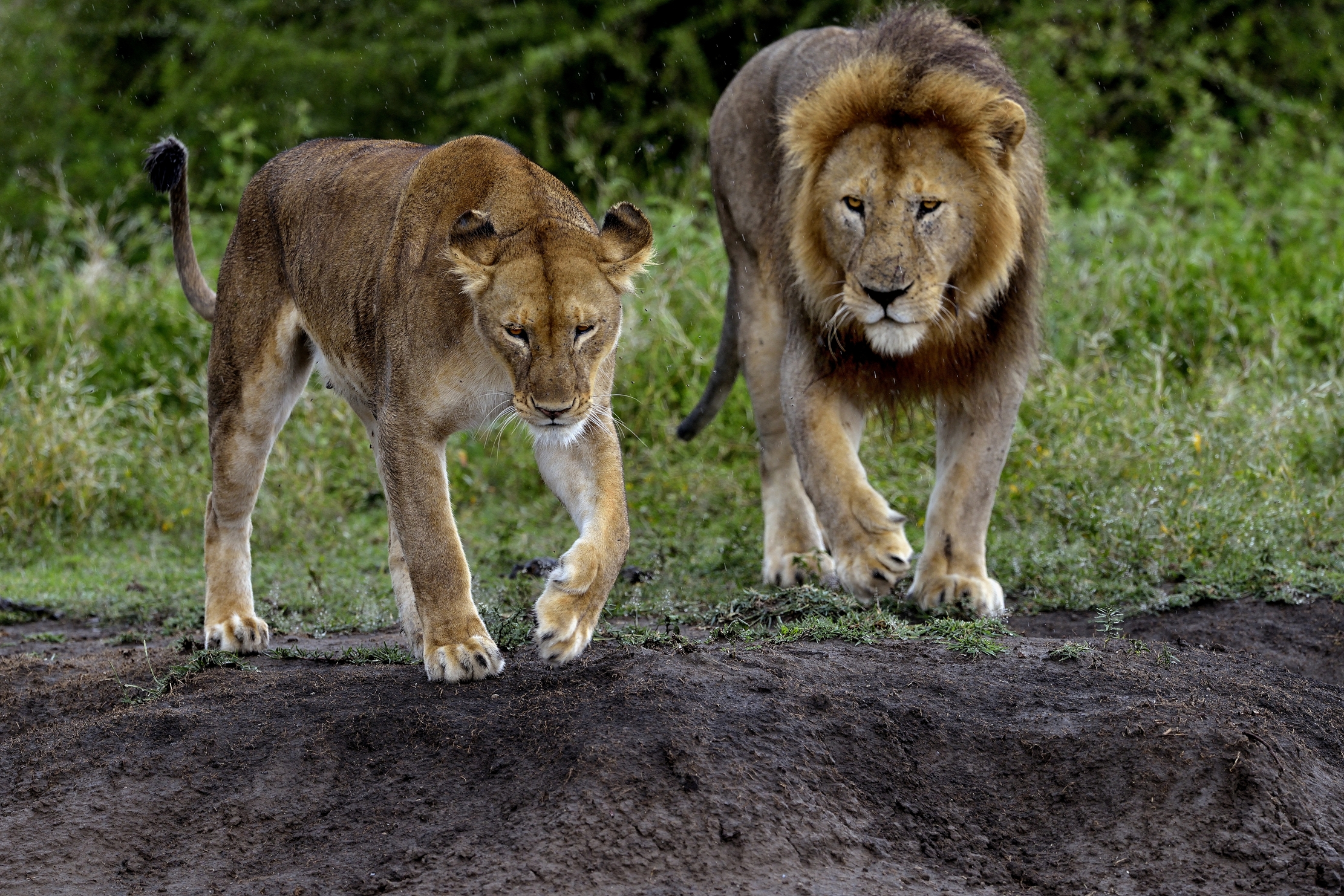 Ngorongoro Conservation Area - Coppia affiatata