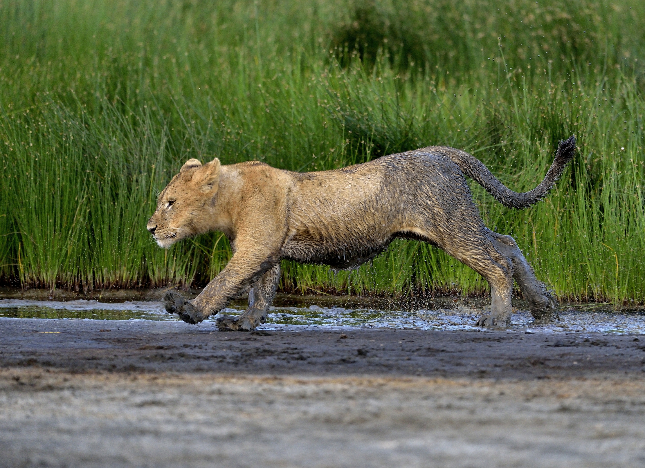 Ngorongoro Conservation Area - Giovane leone