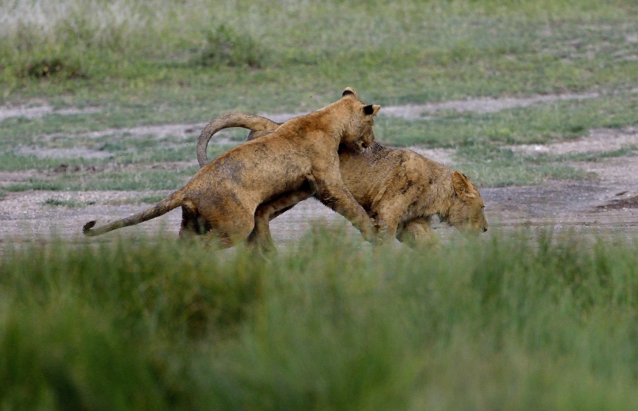 Ngorongoro Conservation Area - Giovani leoni