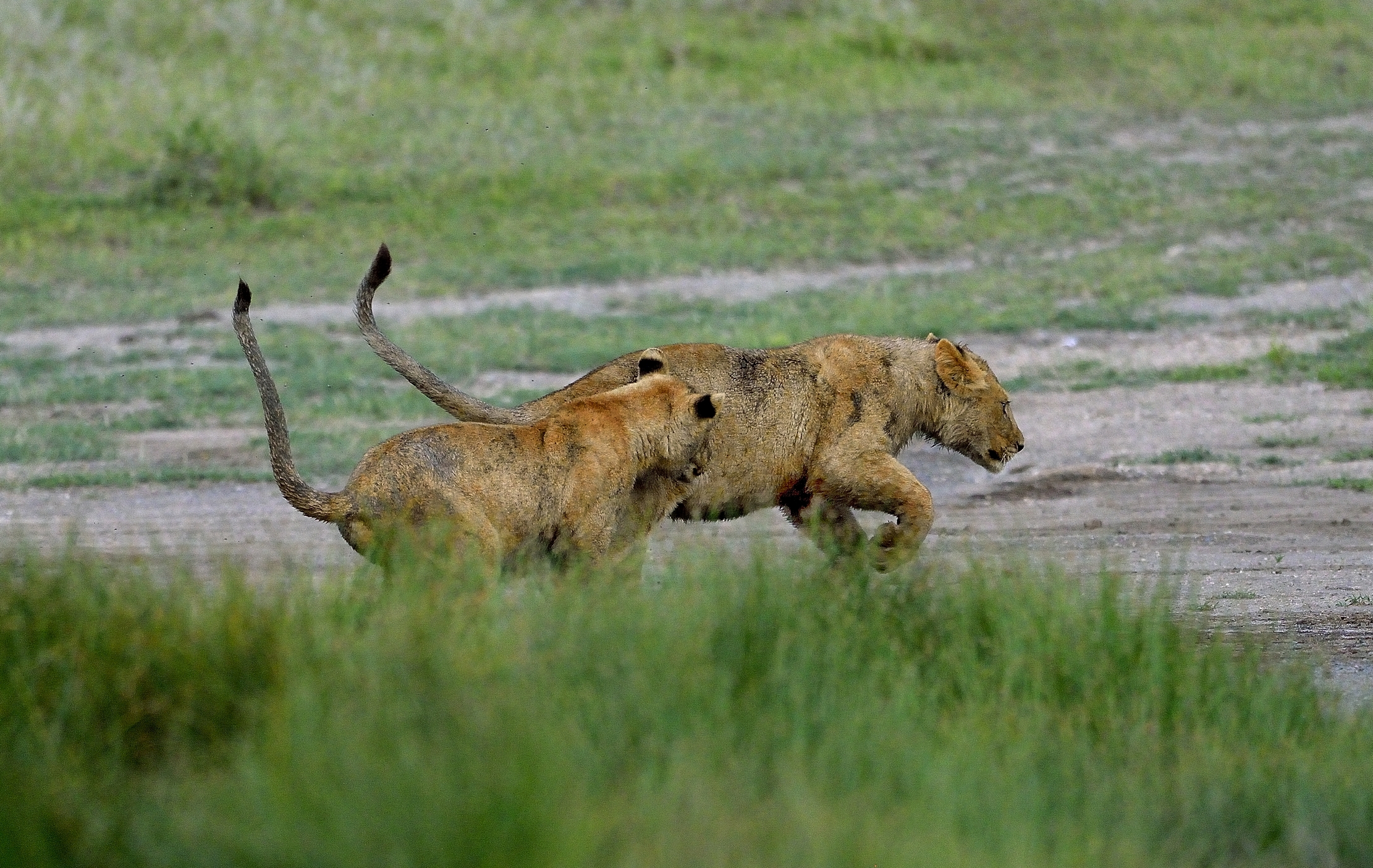 Ngorongoro Conservation Area - Giovani leoni