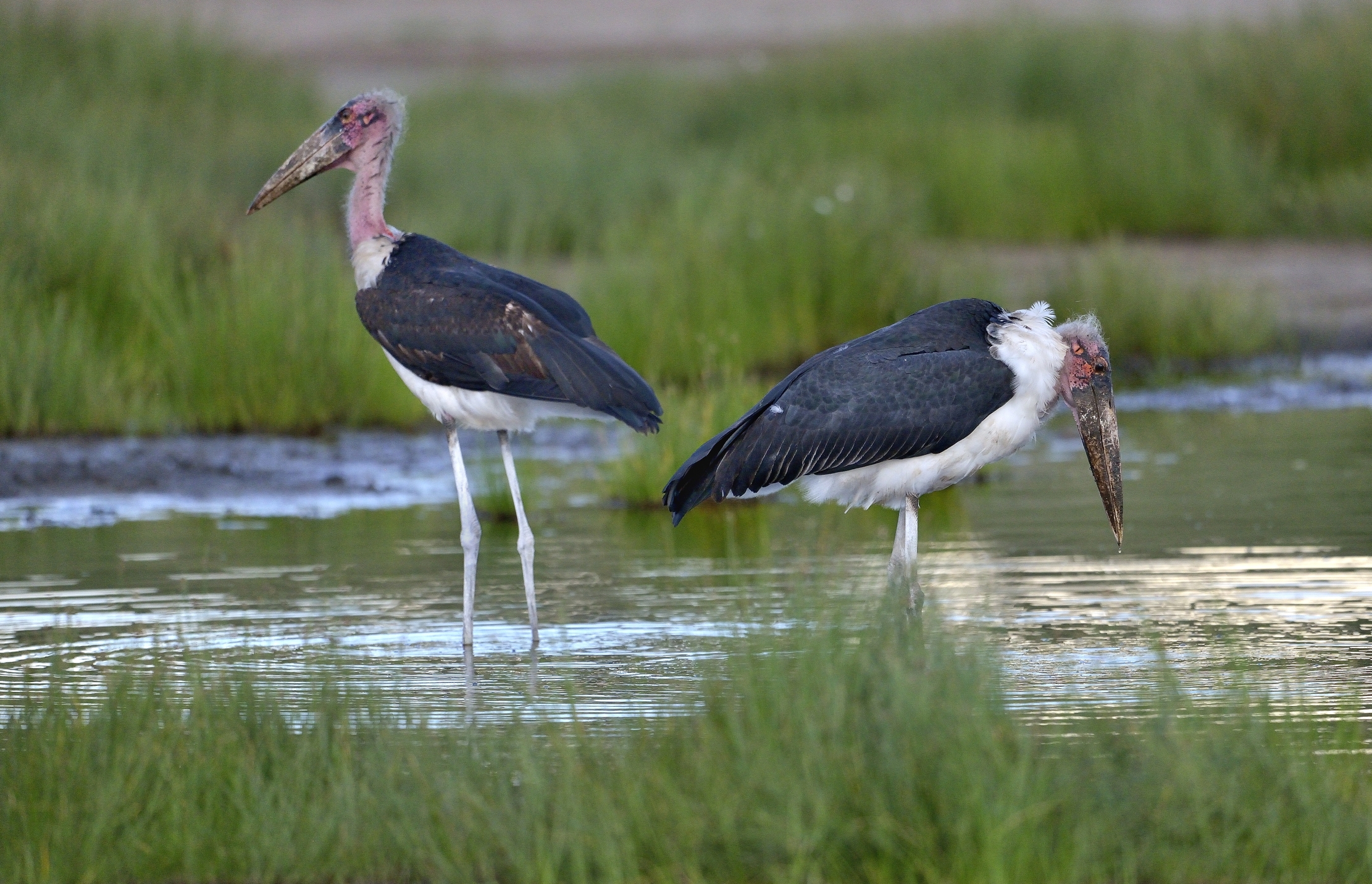 Ngorongoro Conservation Area - Coppia di marabu