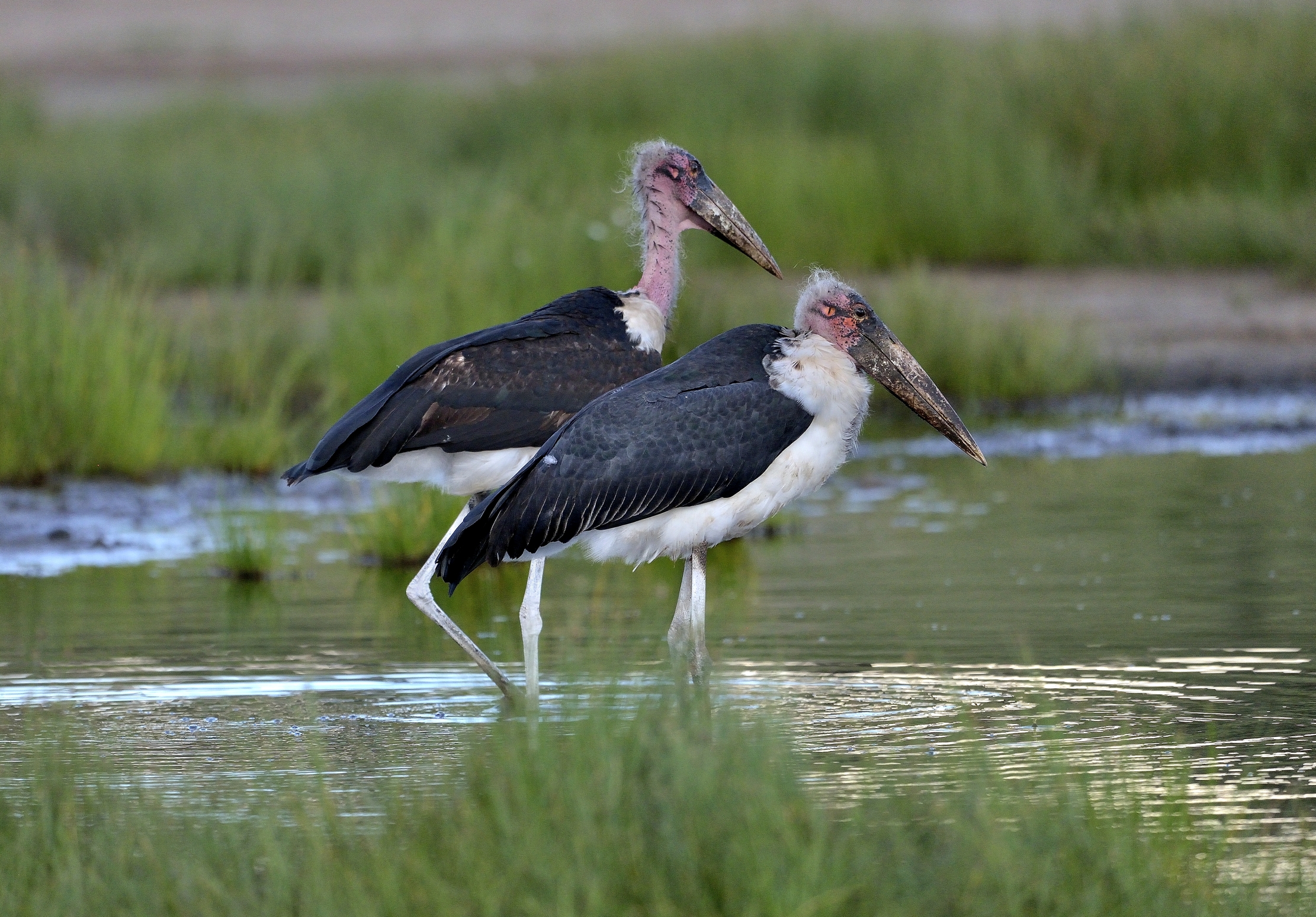 Ngorongoro Conservation Area - Coppia di marabu