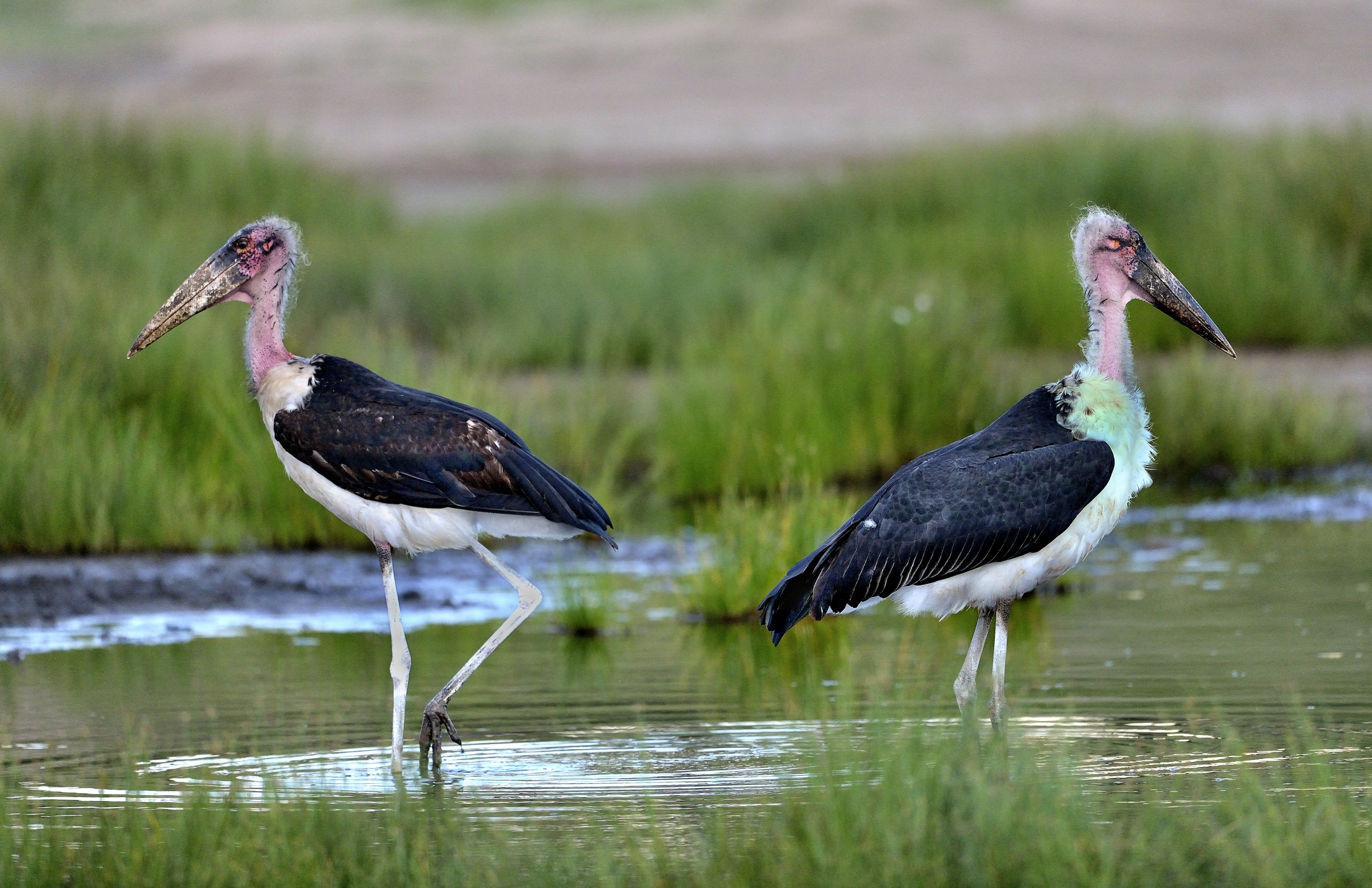 Ngorongoro Conservation Area - Coppia di marabu