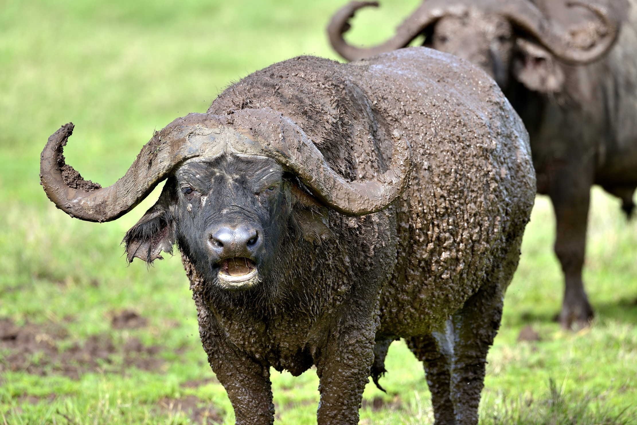 Ngorongoro Coservation Area - Bufalo