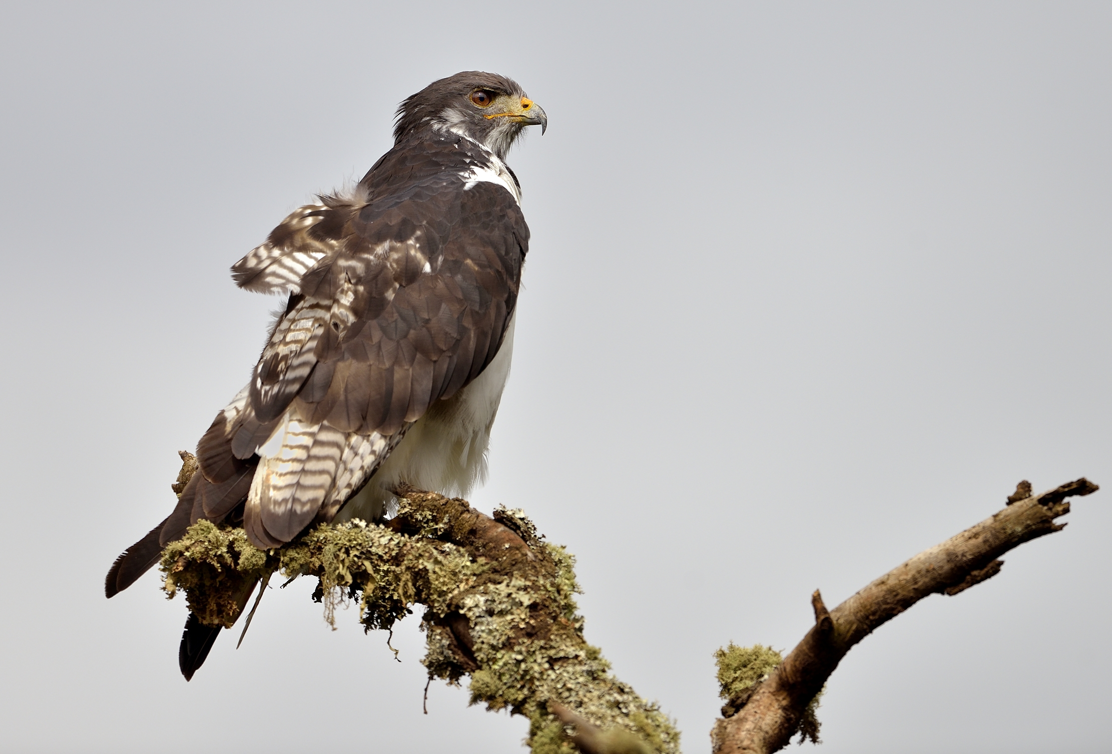 Ngorongoro Coservation Area - Aquila
