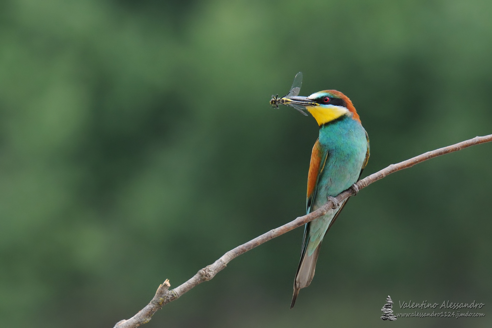 Classico di Primavera