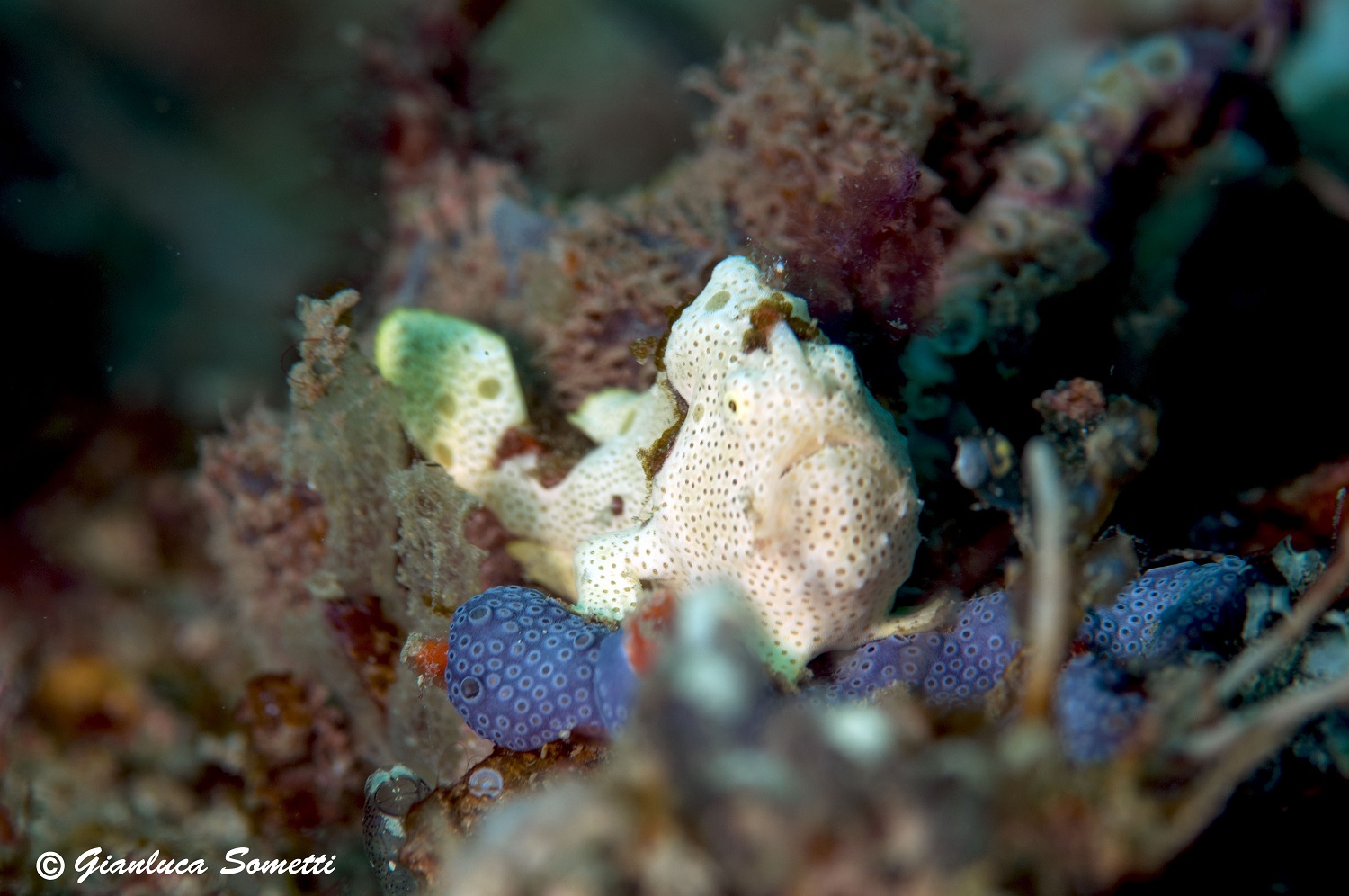 Puerto galera / painted frogfish