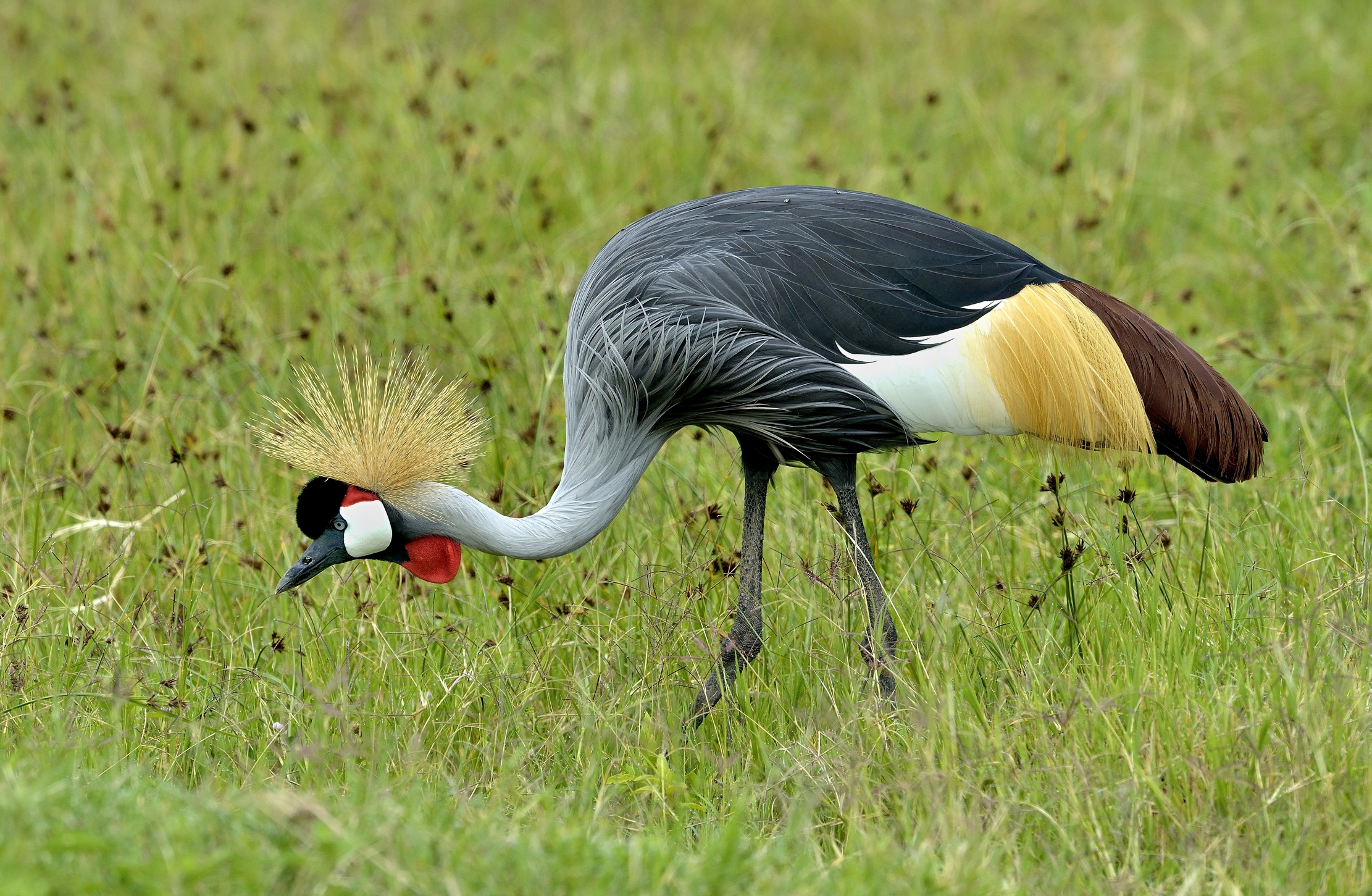 Ngorongoro Coservation Area - Gru coronata