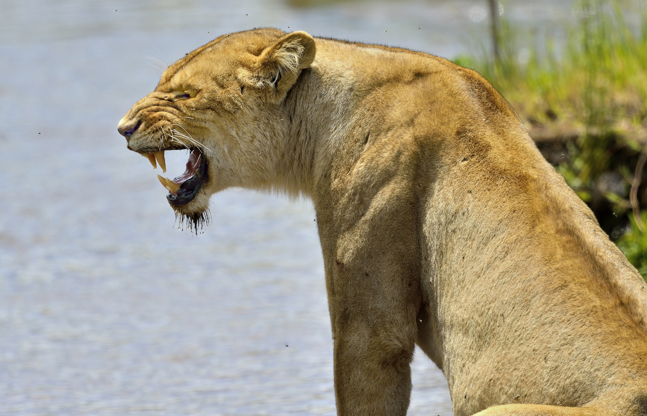 Ngorongoro Crater - Leonessa