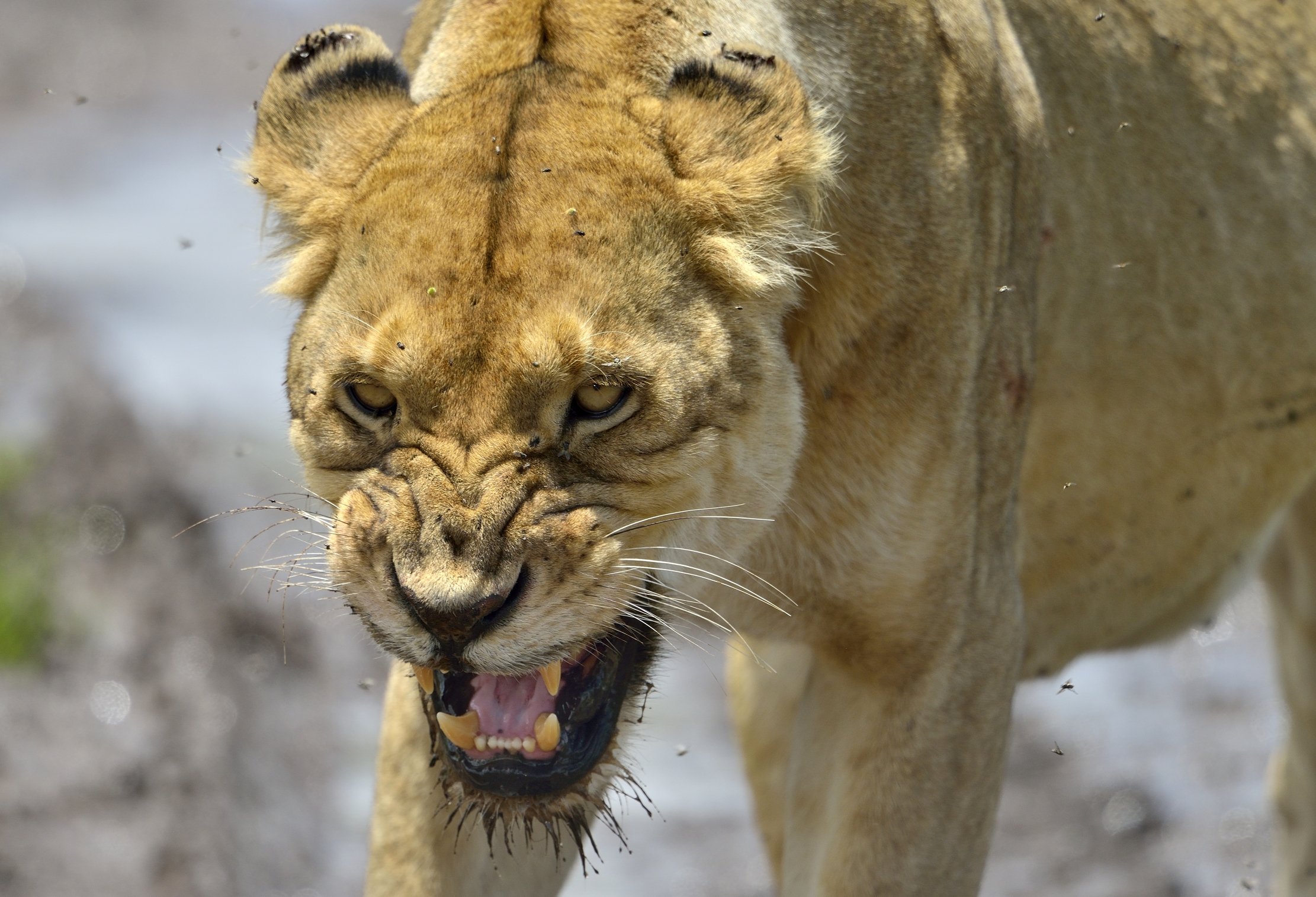 Ngorongoro Crater - Leonessa