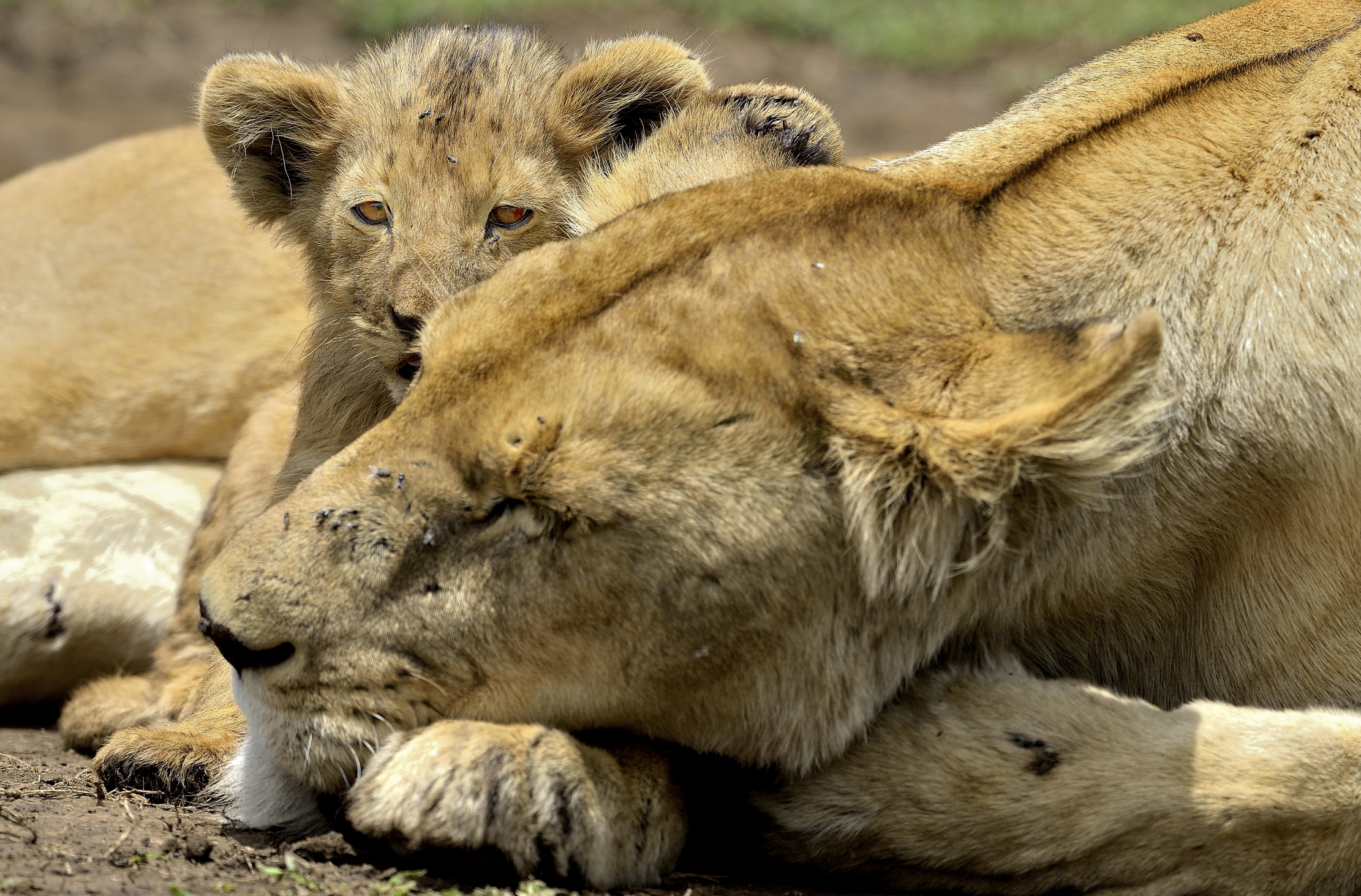Ngorongoro Crater - Leonessa con cucciolo