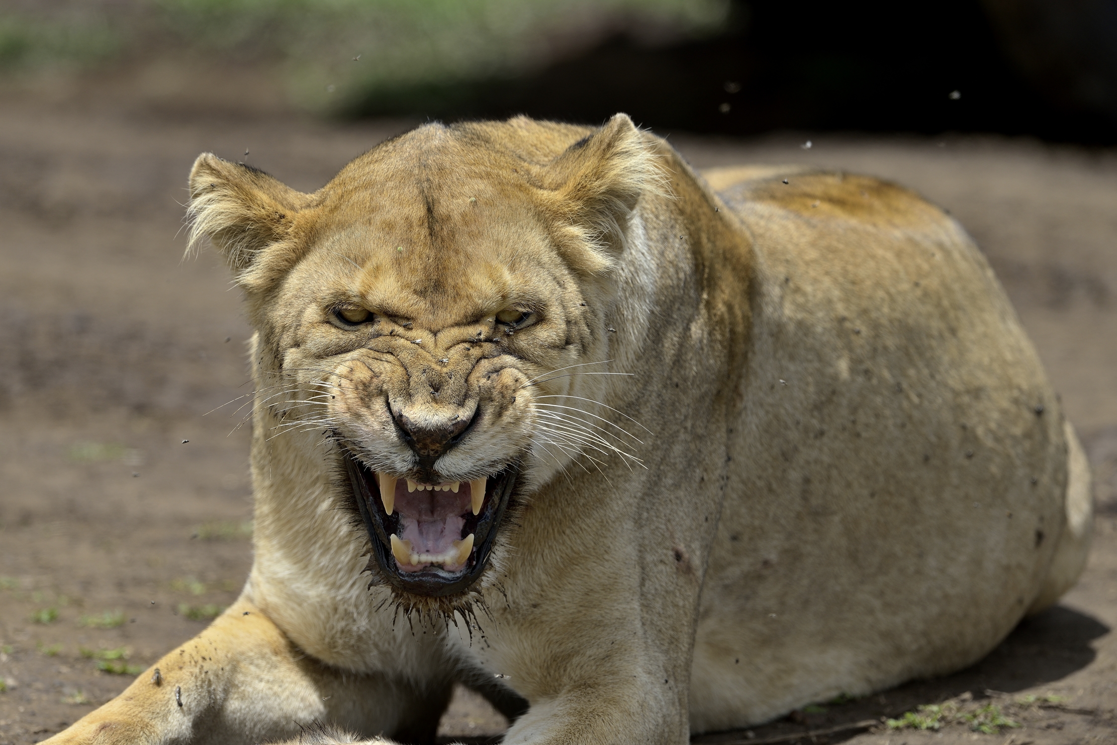 Ngorongoro Crater - Leonessa