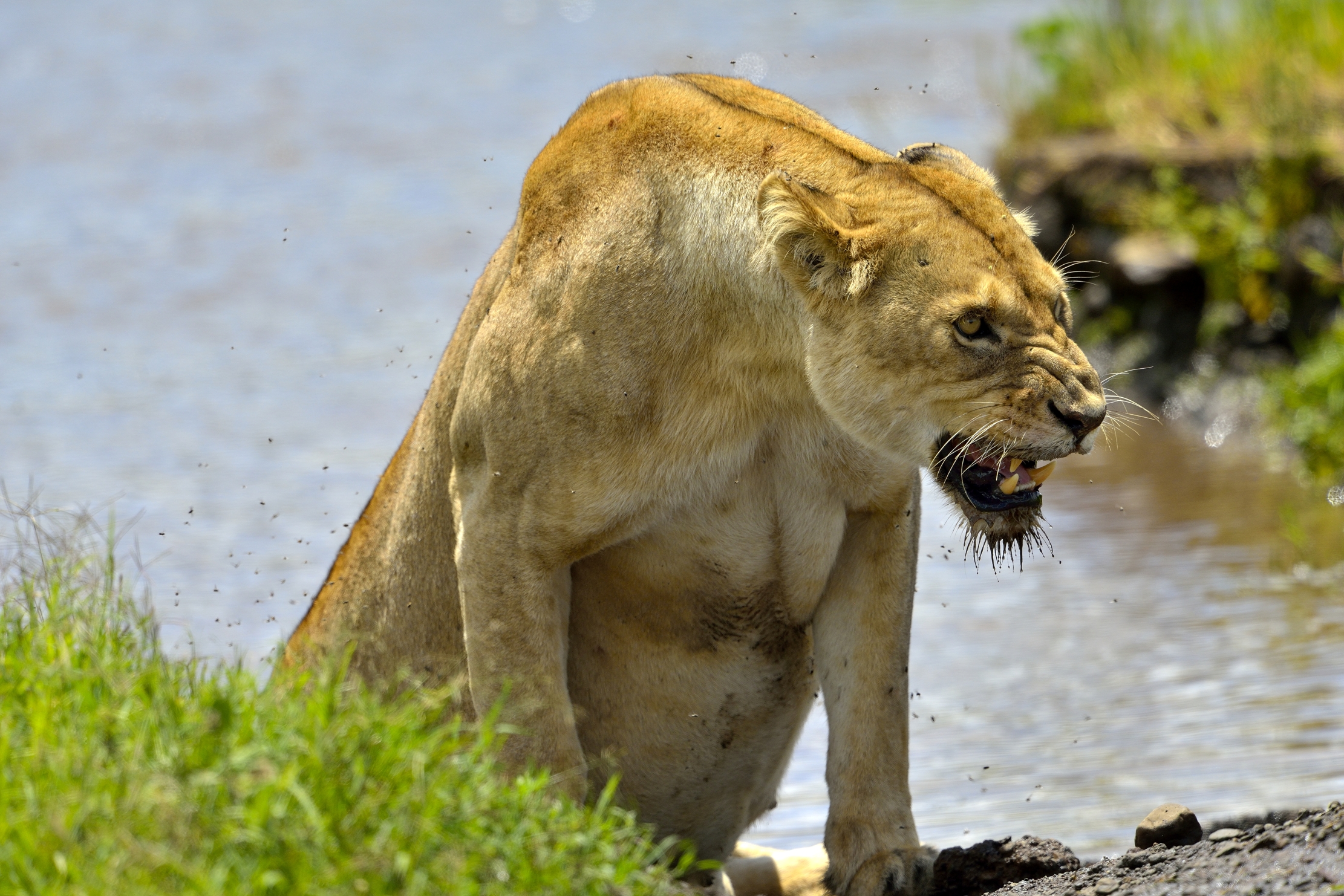 Ngorongoro Crater - Leonessa