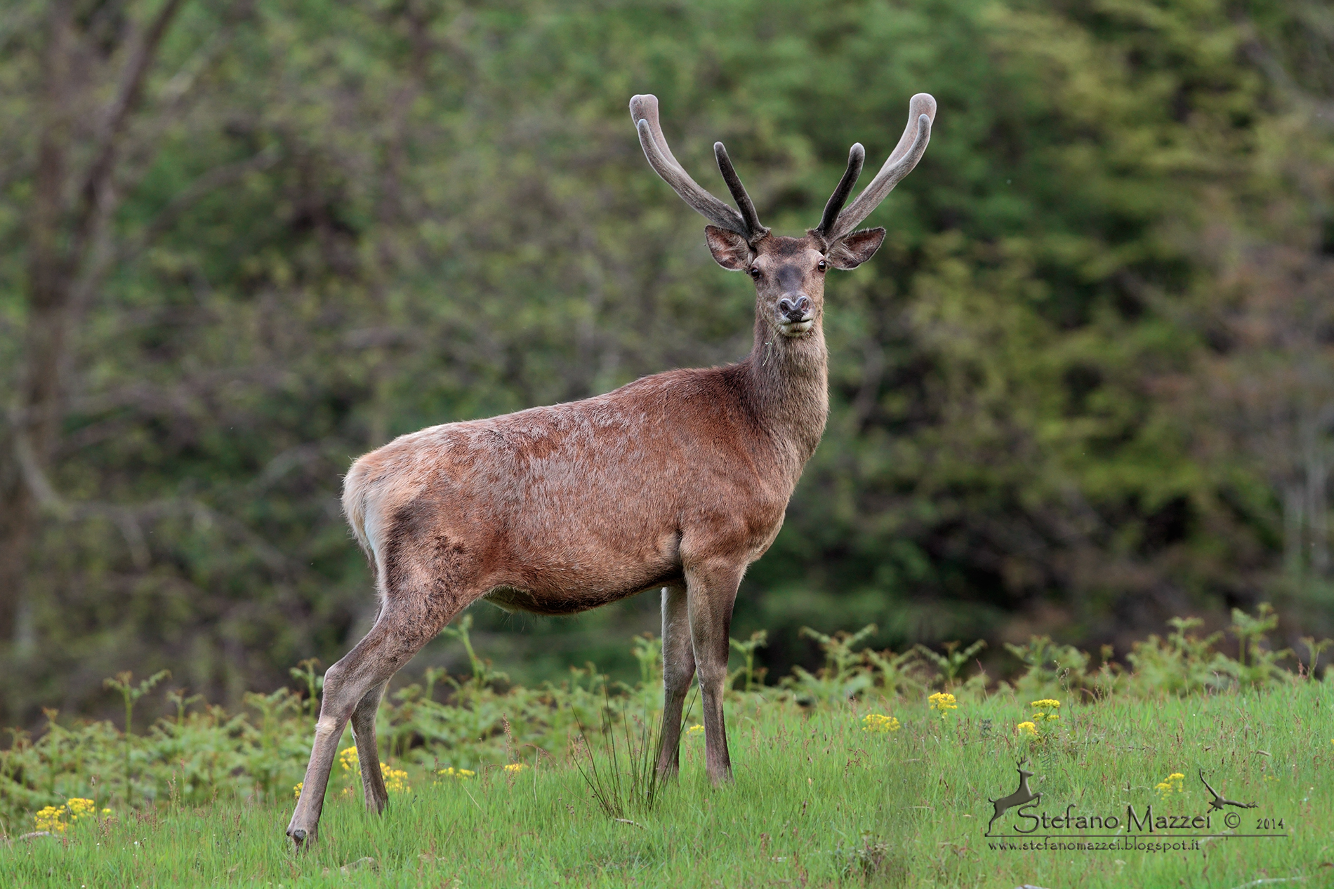 Velluto d'appennino
