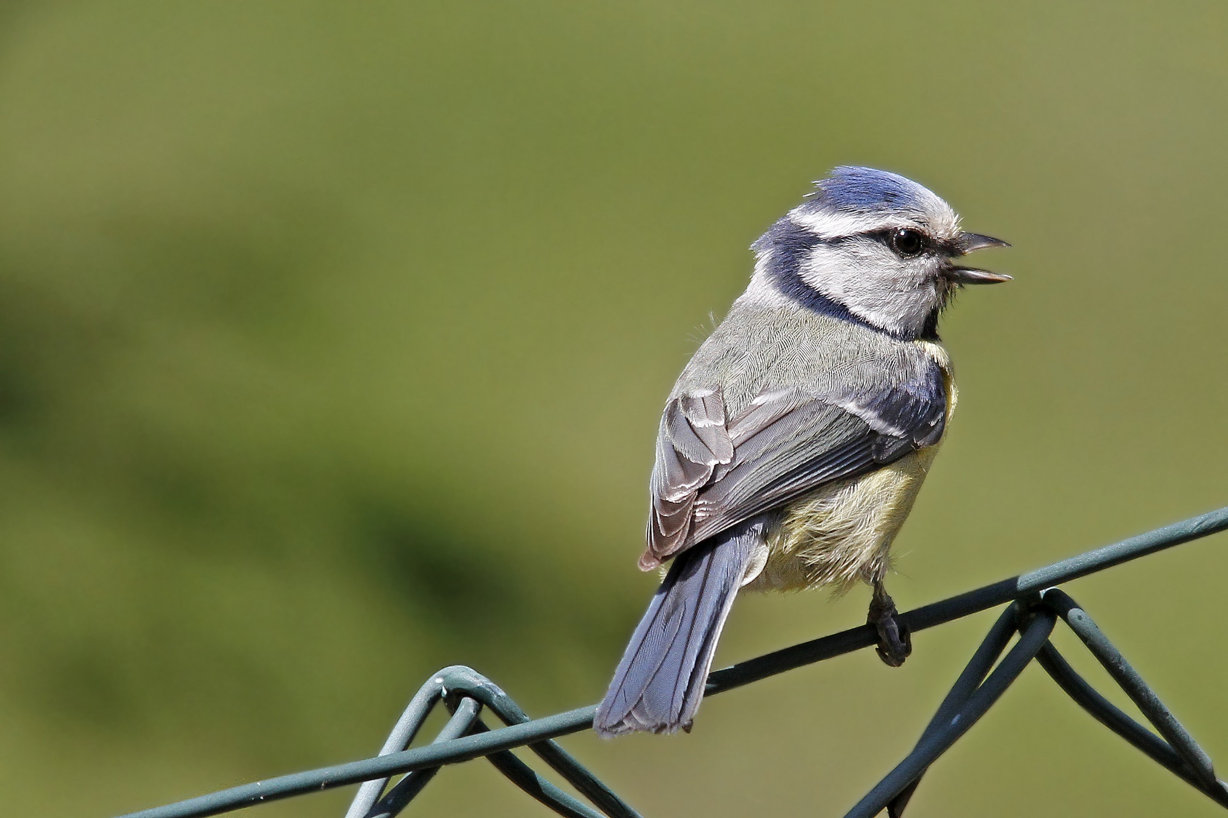 Blue Tit